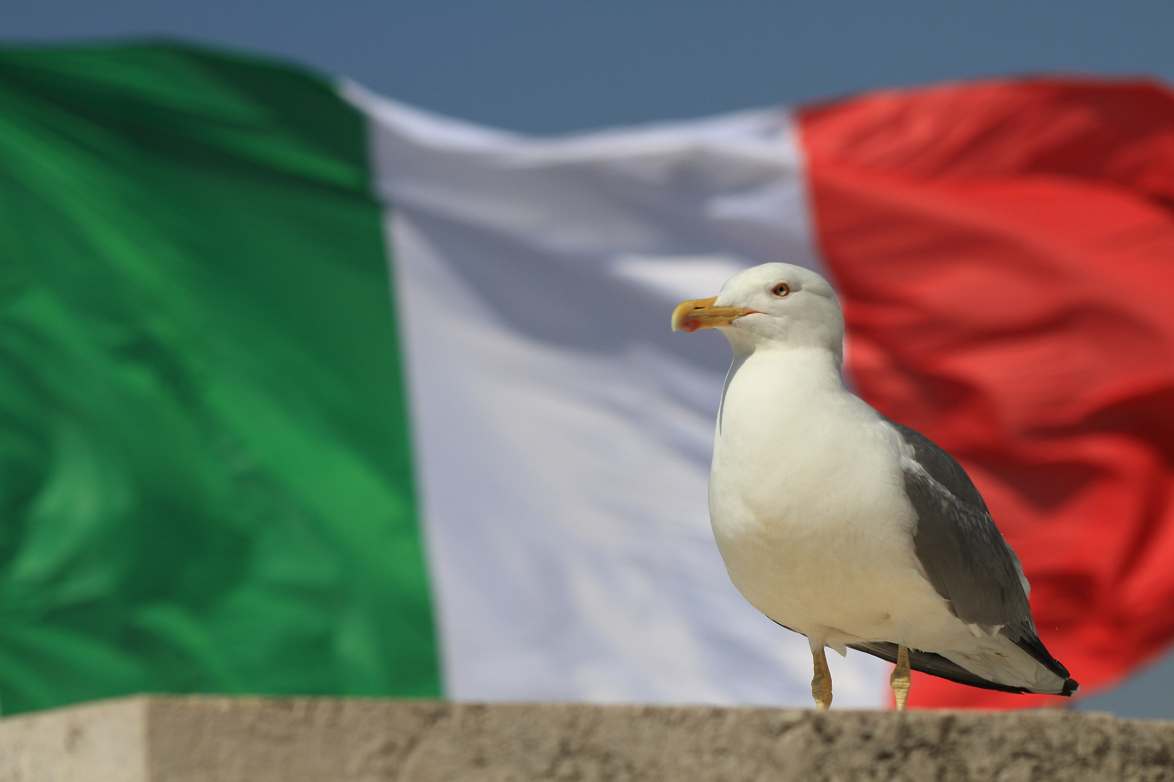 Seagull Patriotic