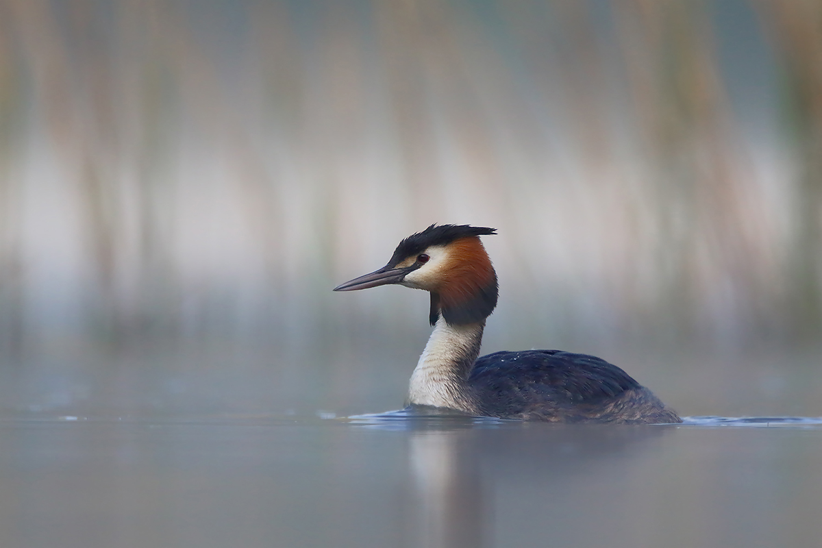Grebe dawn