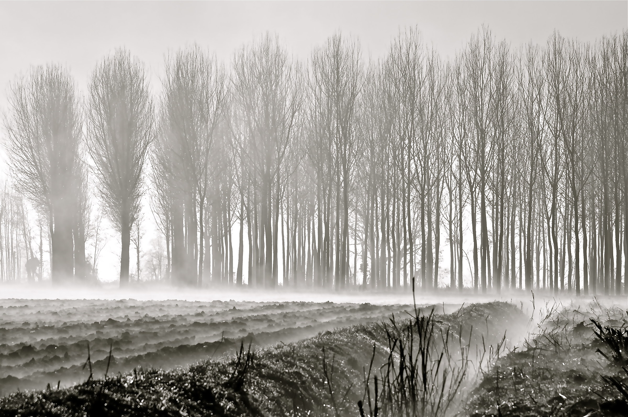 Heath in the morning