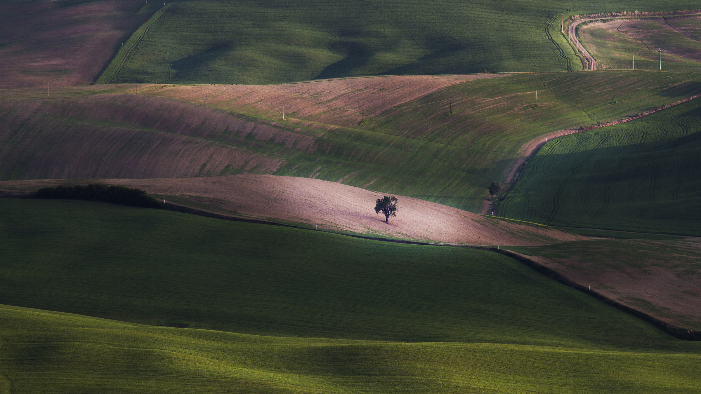 L'albero della campagna Valdorciana