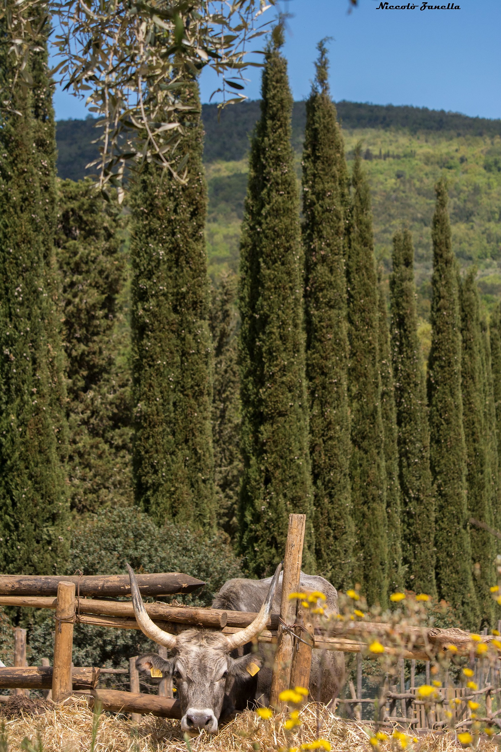 Chianina and Cypresses