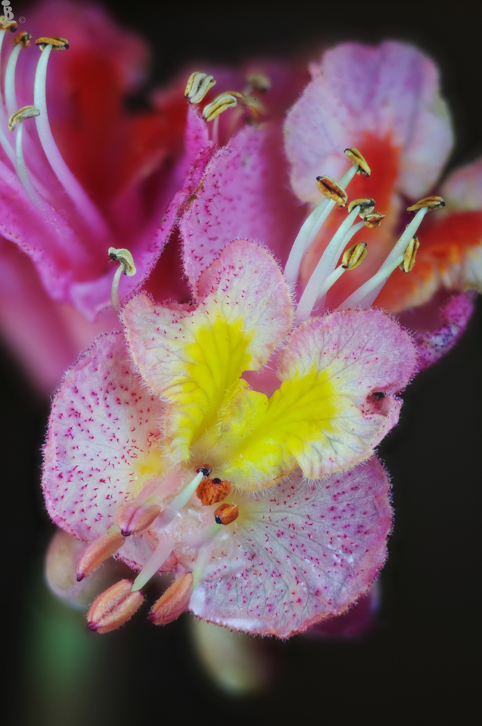 Horse chestnut flower