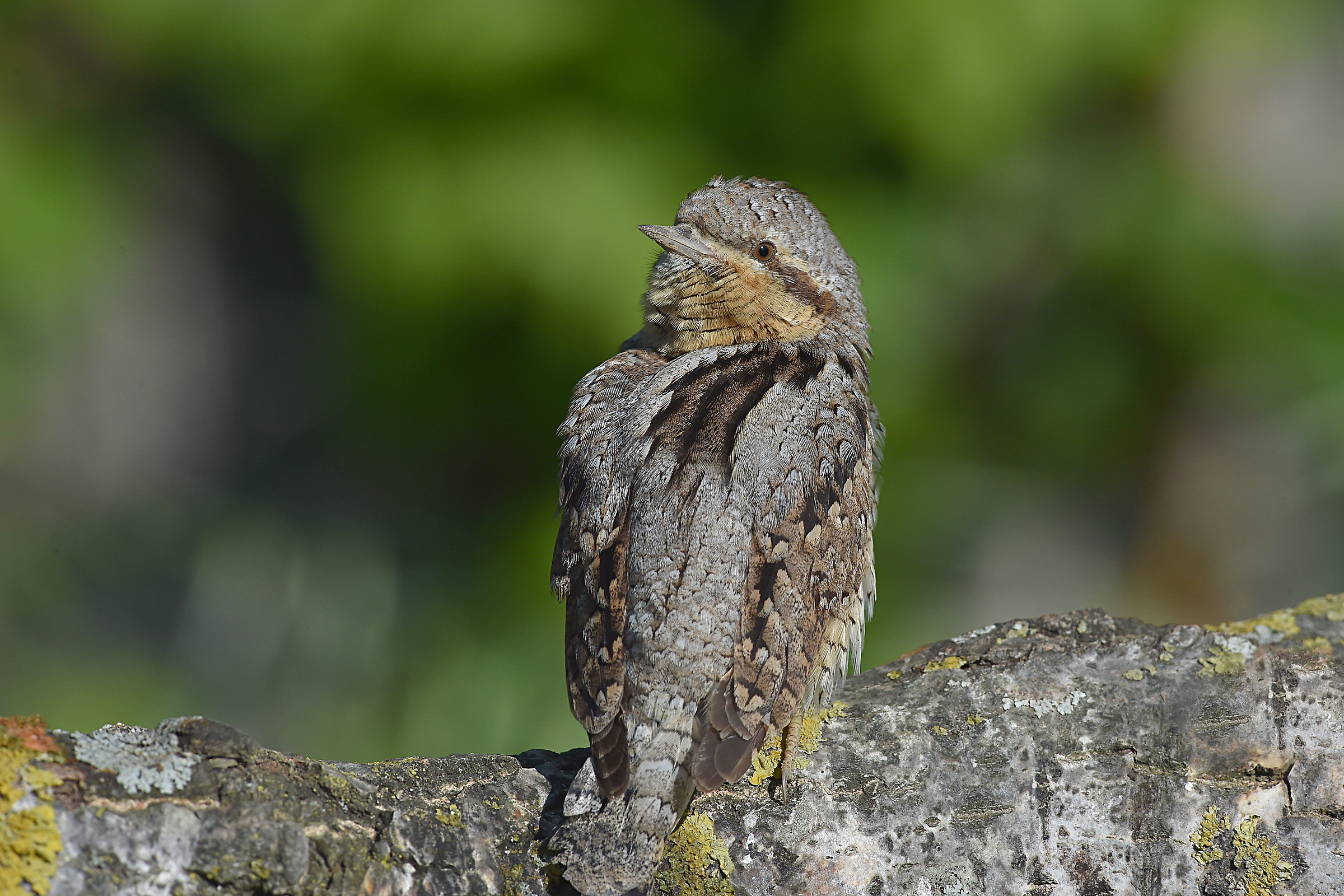 Storie di piume 10 ( Torcicollo )