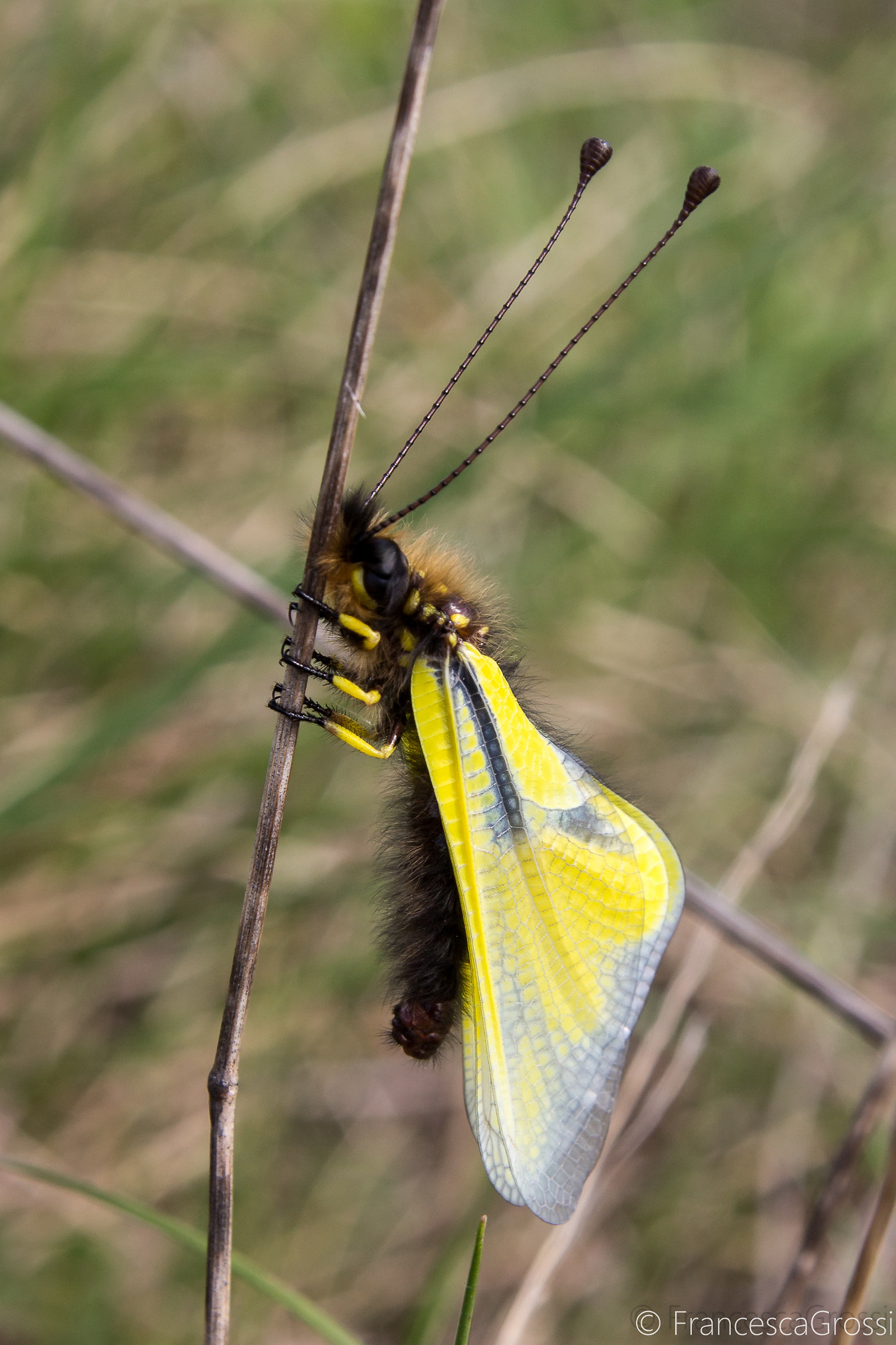 Libelloides coccajus