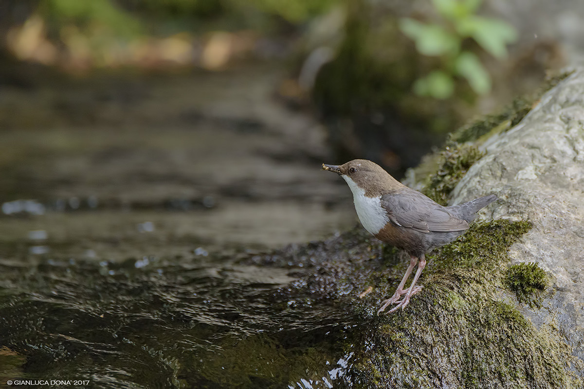 dipper