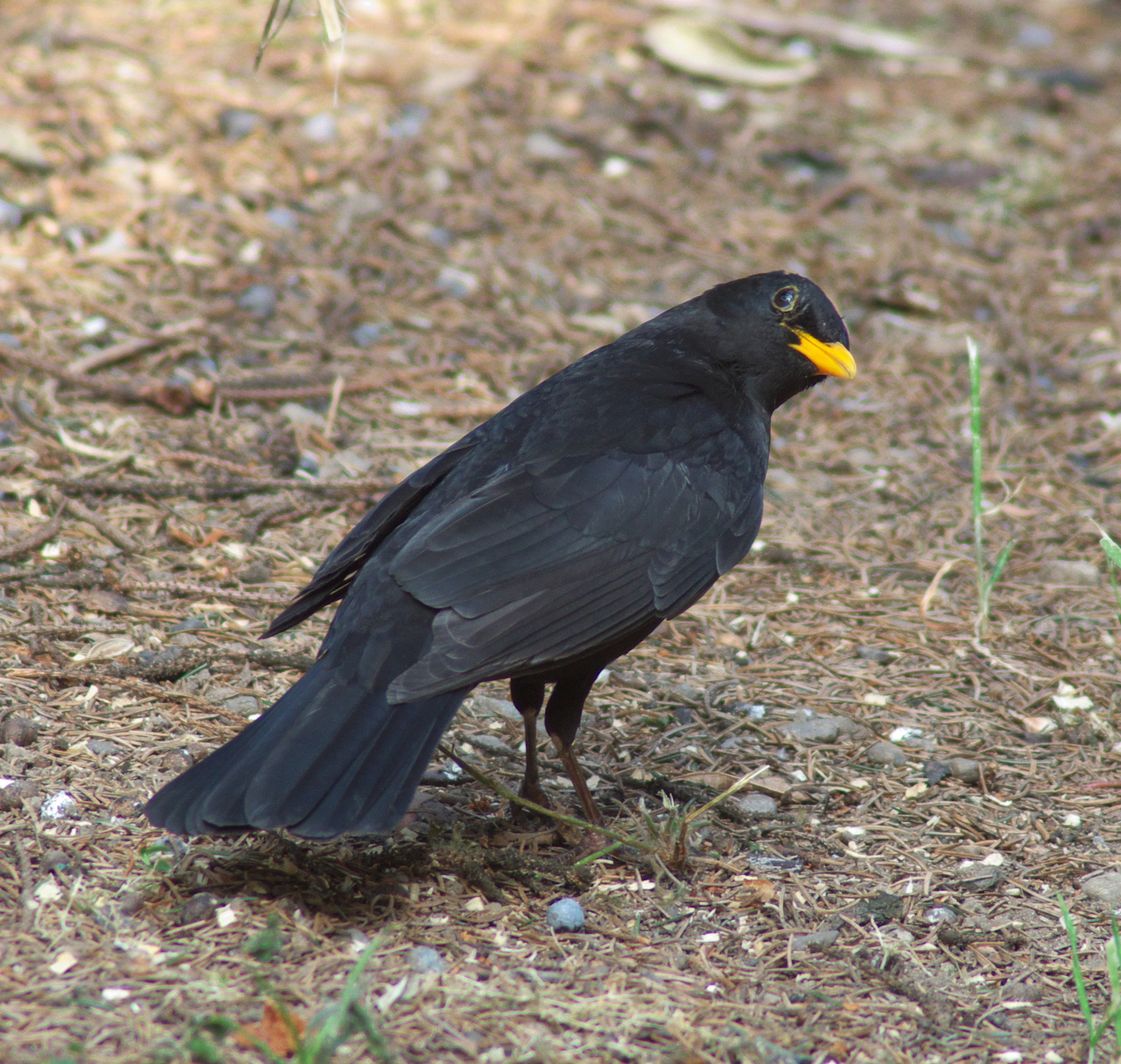 male Blackbird