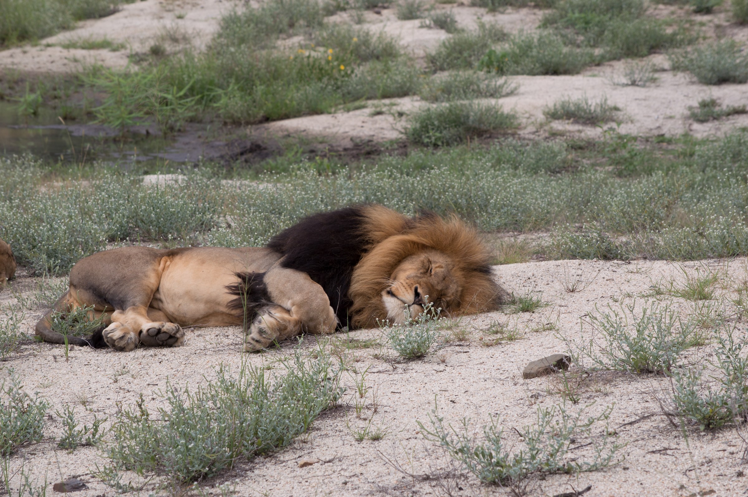 The rest of the king