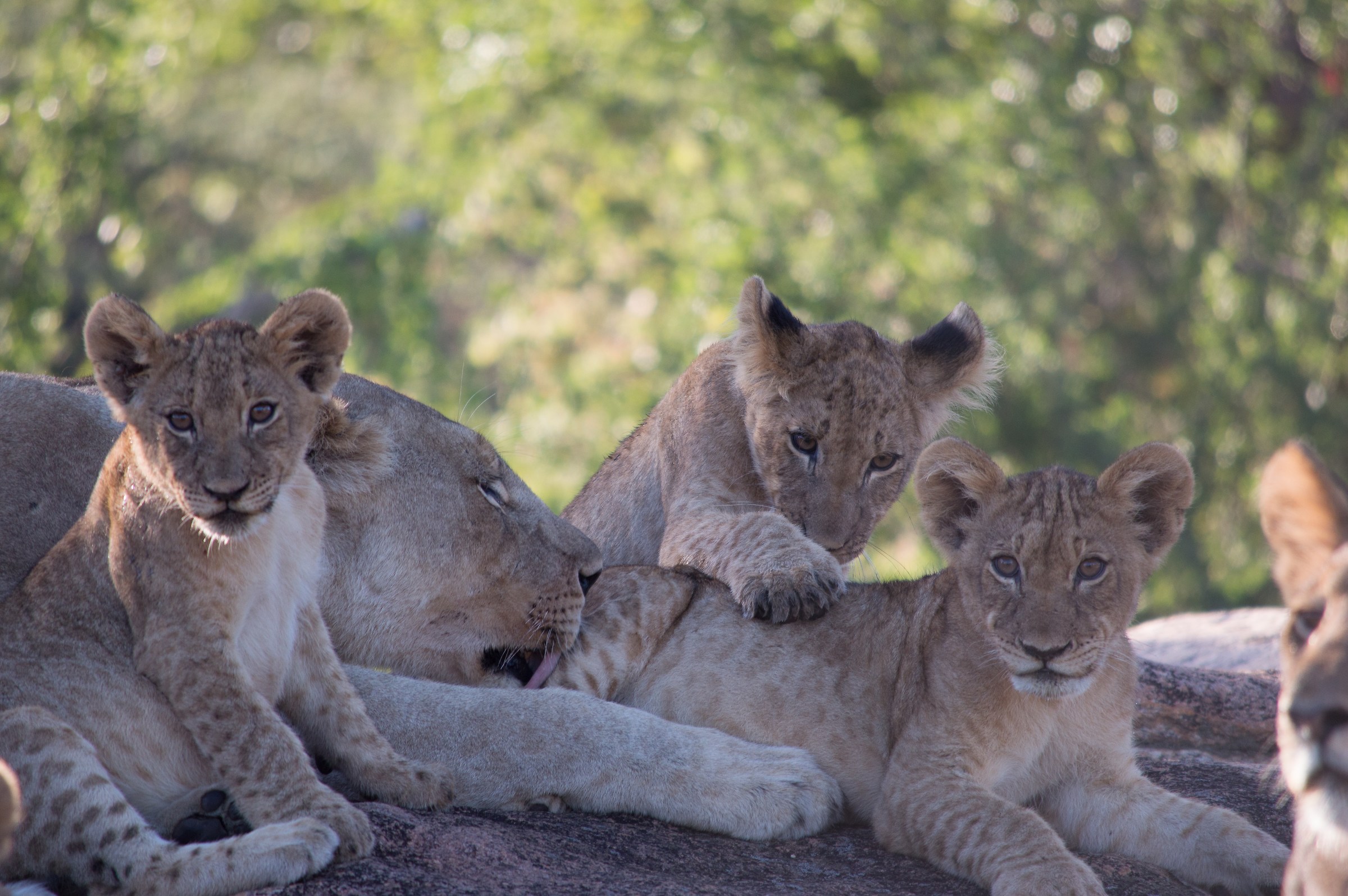 The hour of pampering