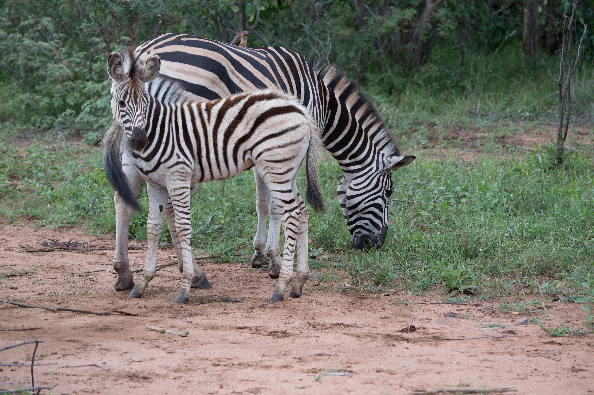 Zebra with cub