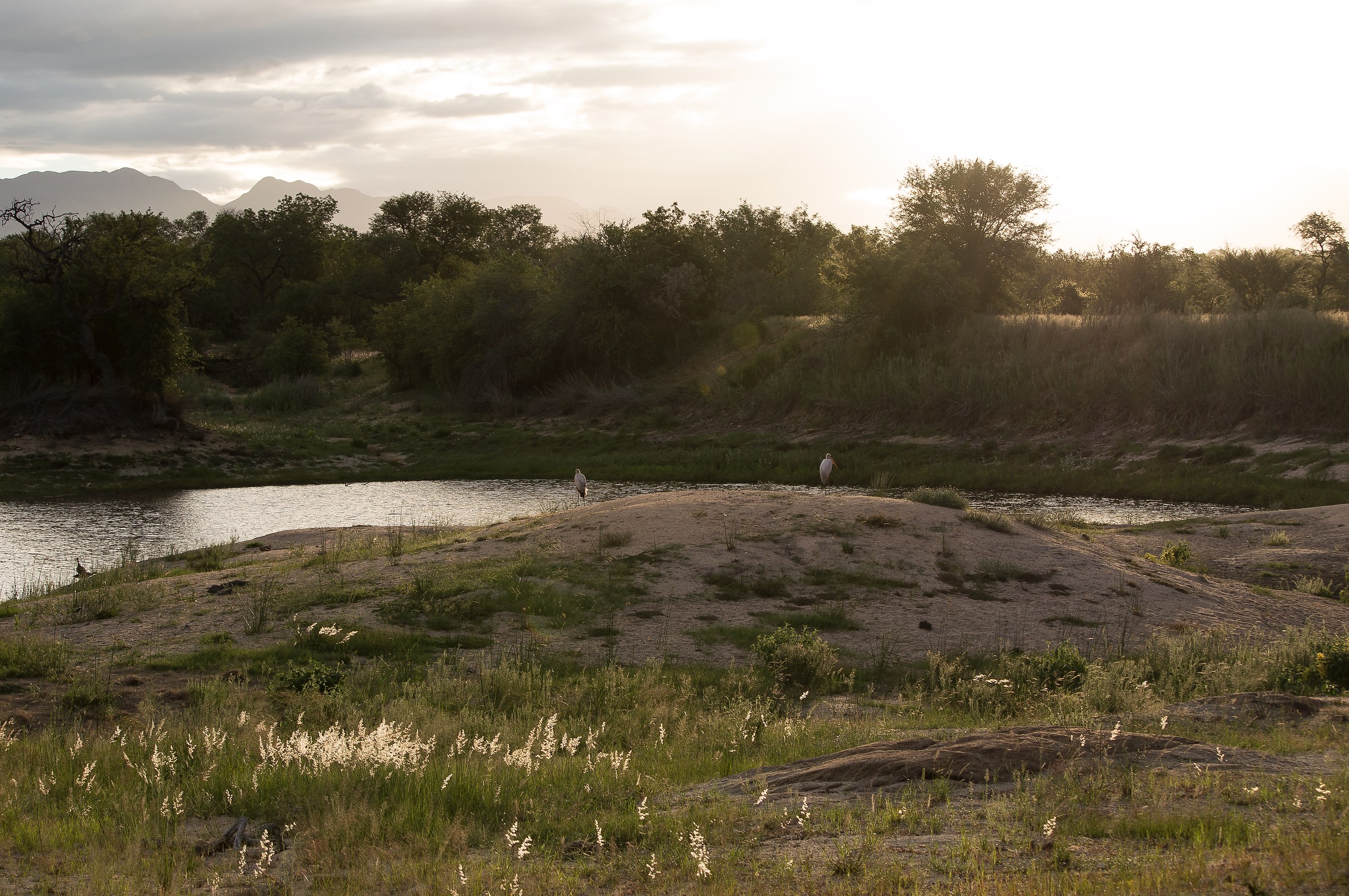 Storks at sunset