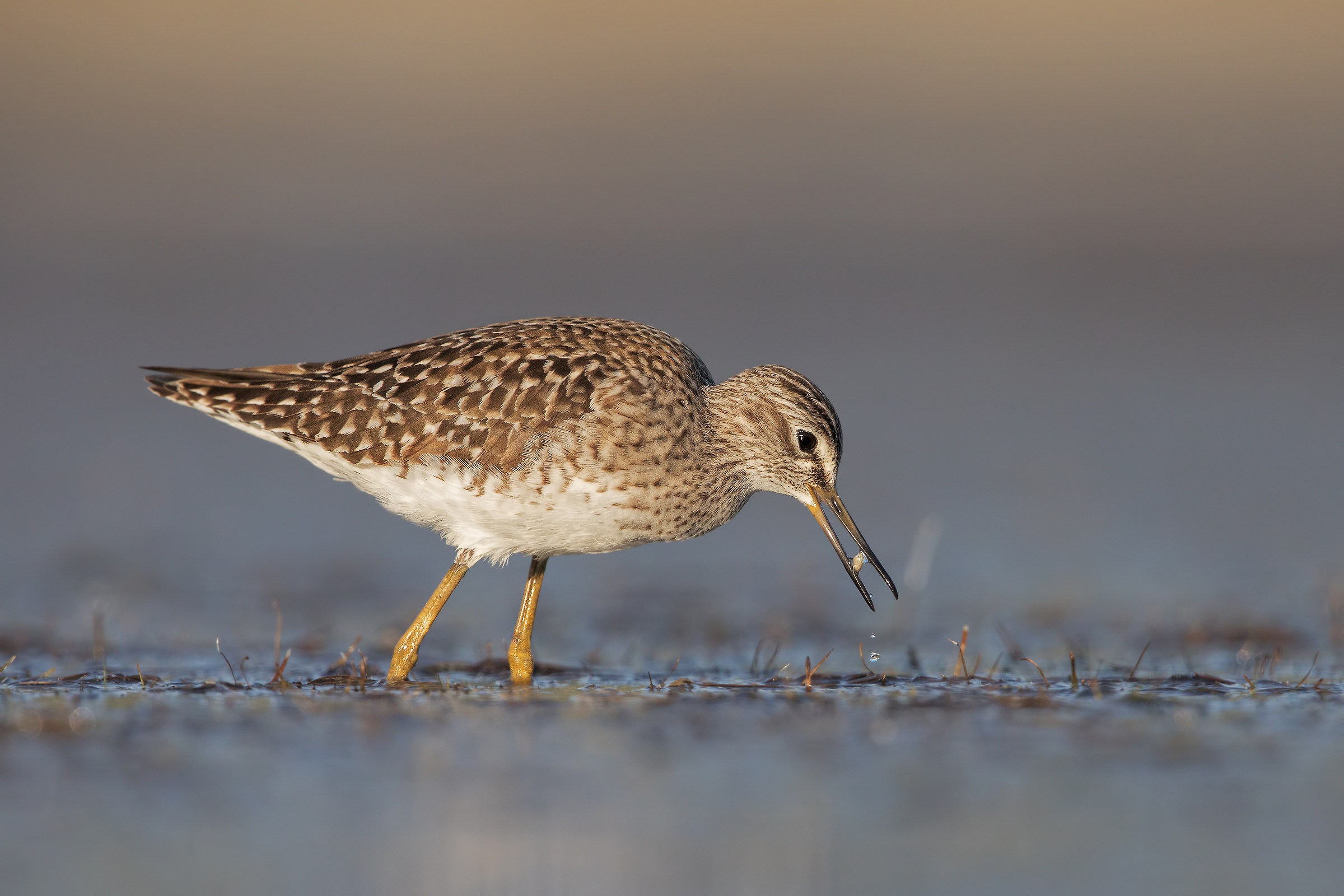 piro piro boschereccio