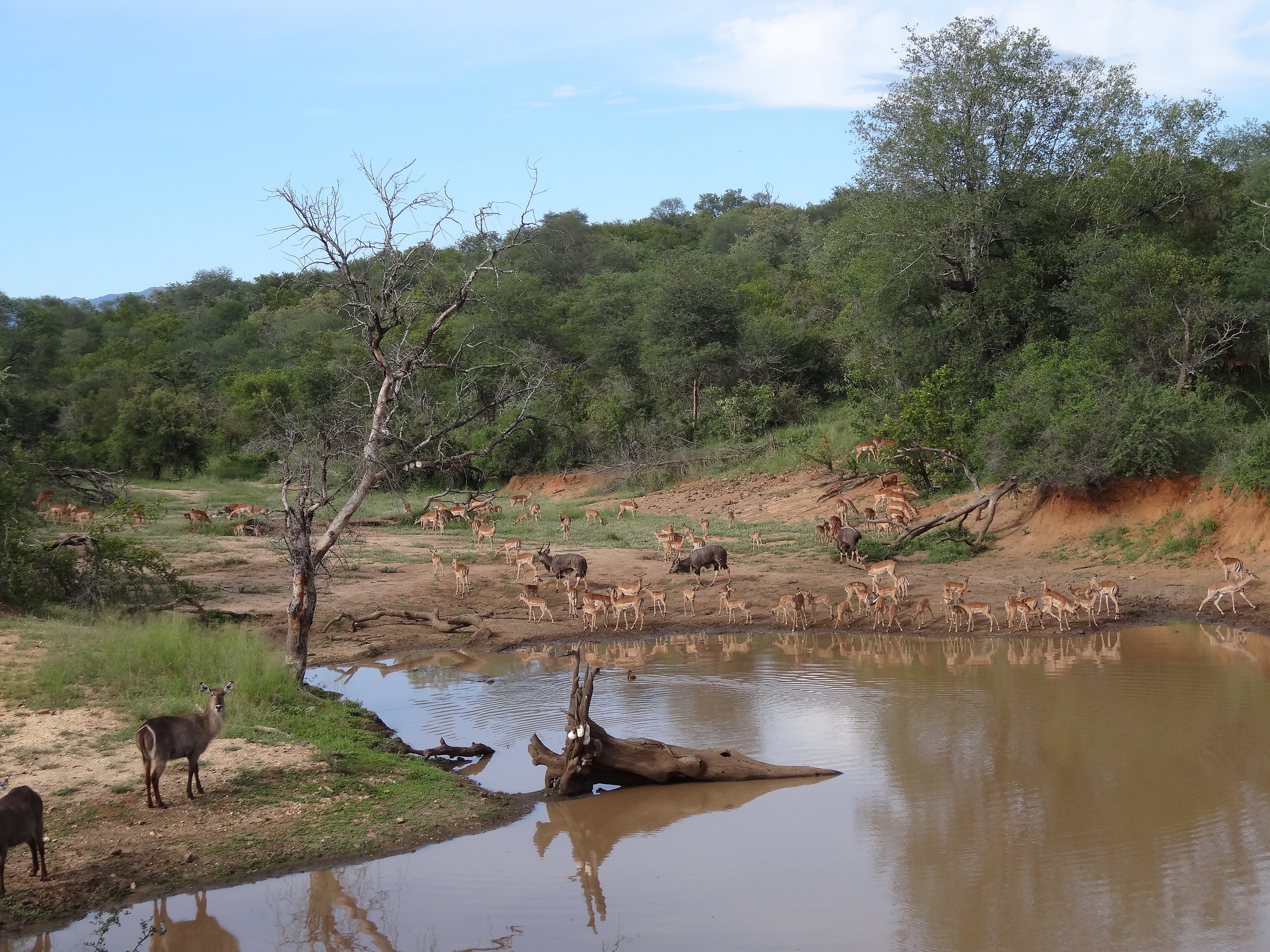 Reflection in the pond