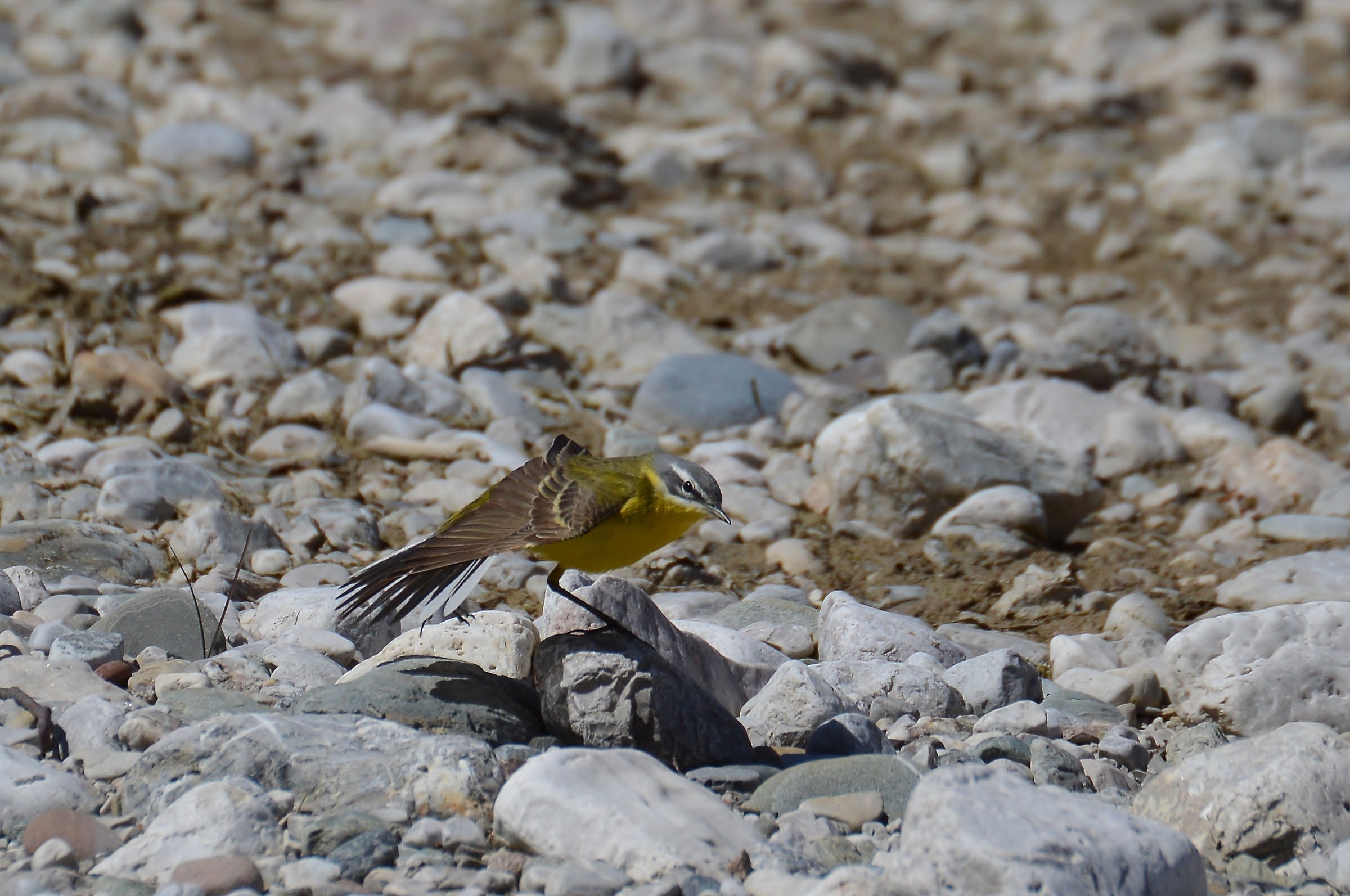 stirarmenti-cutrettola maschio