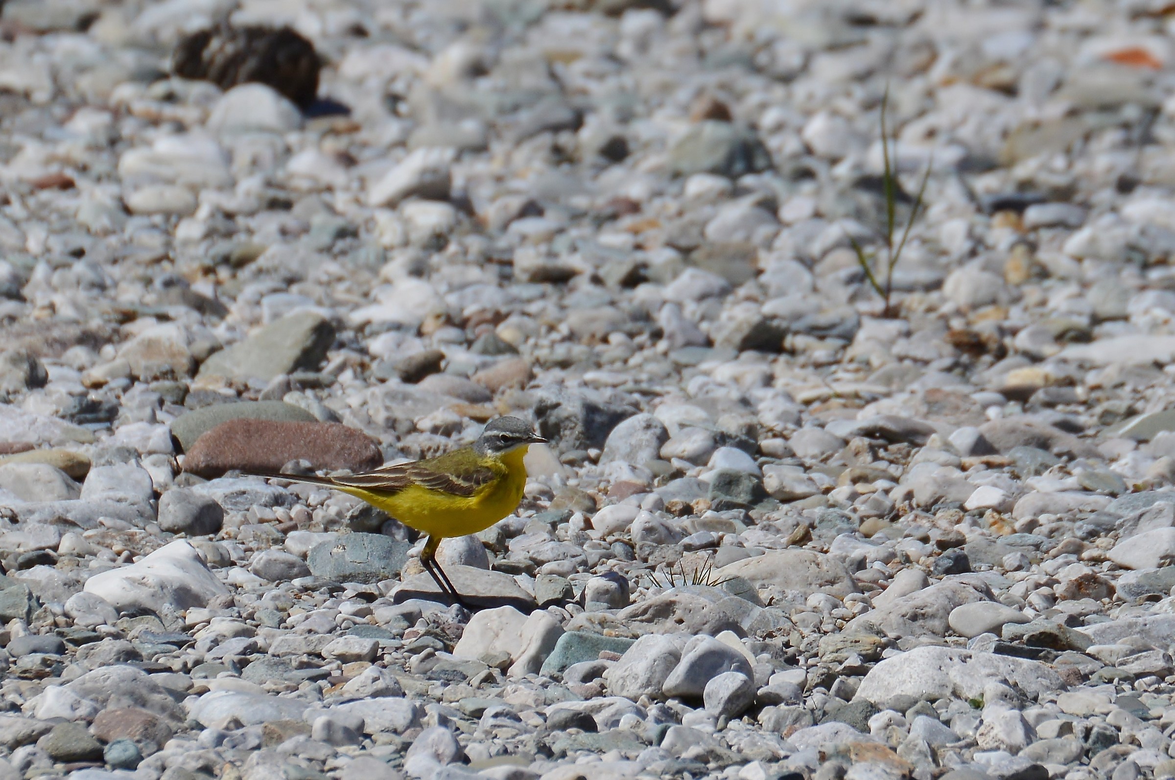 maschio di cutrettola