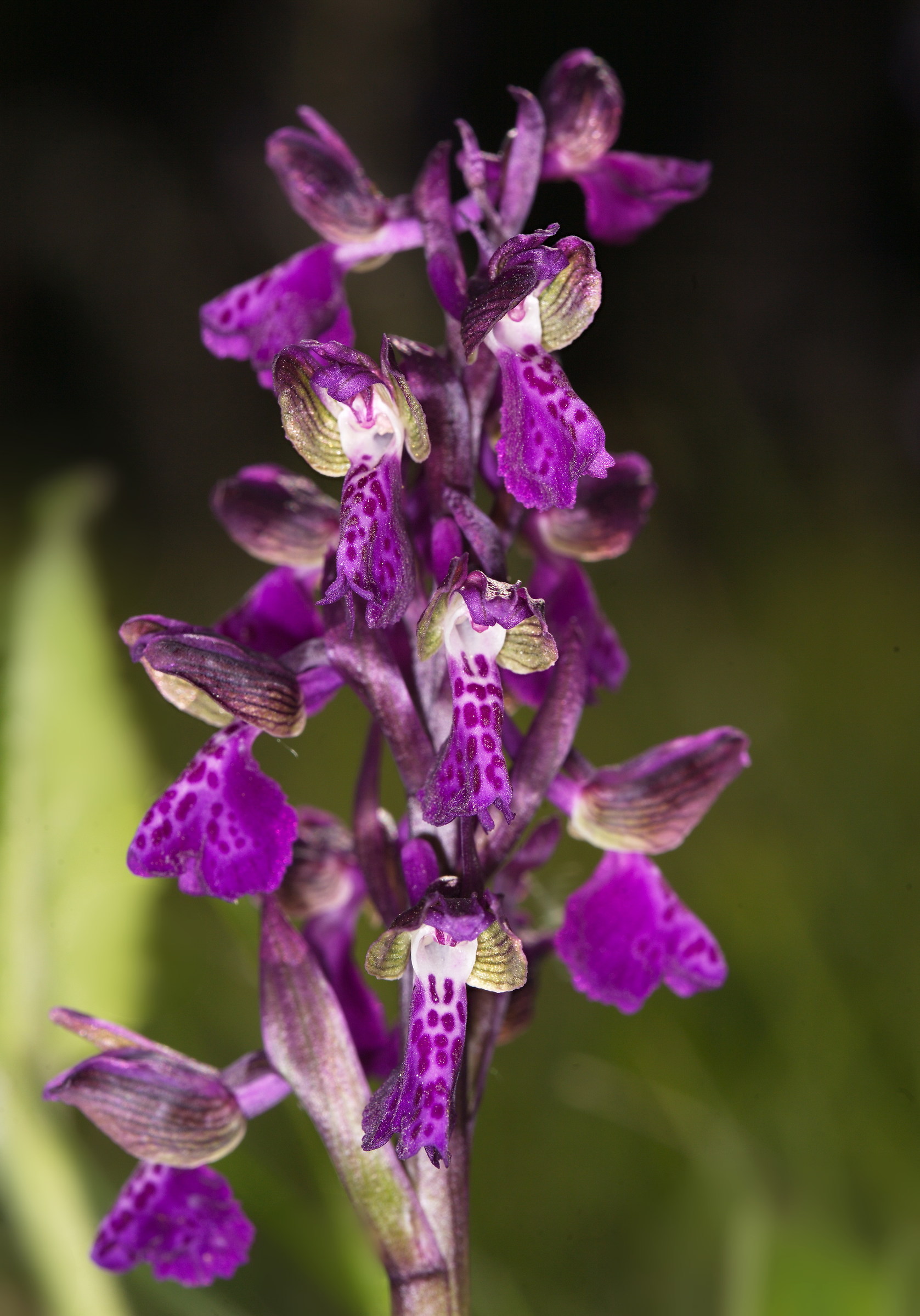 Anacamptis Morio SUSB. Picta