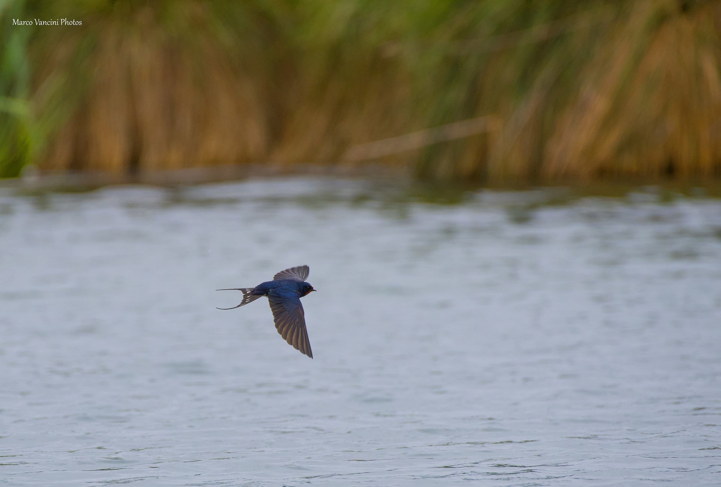 Il volo della rondine