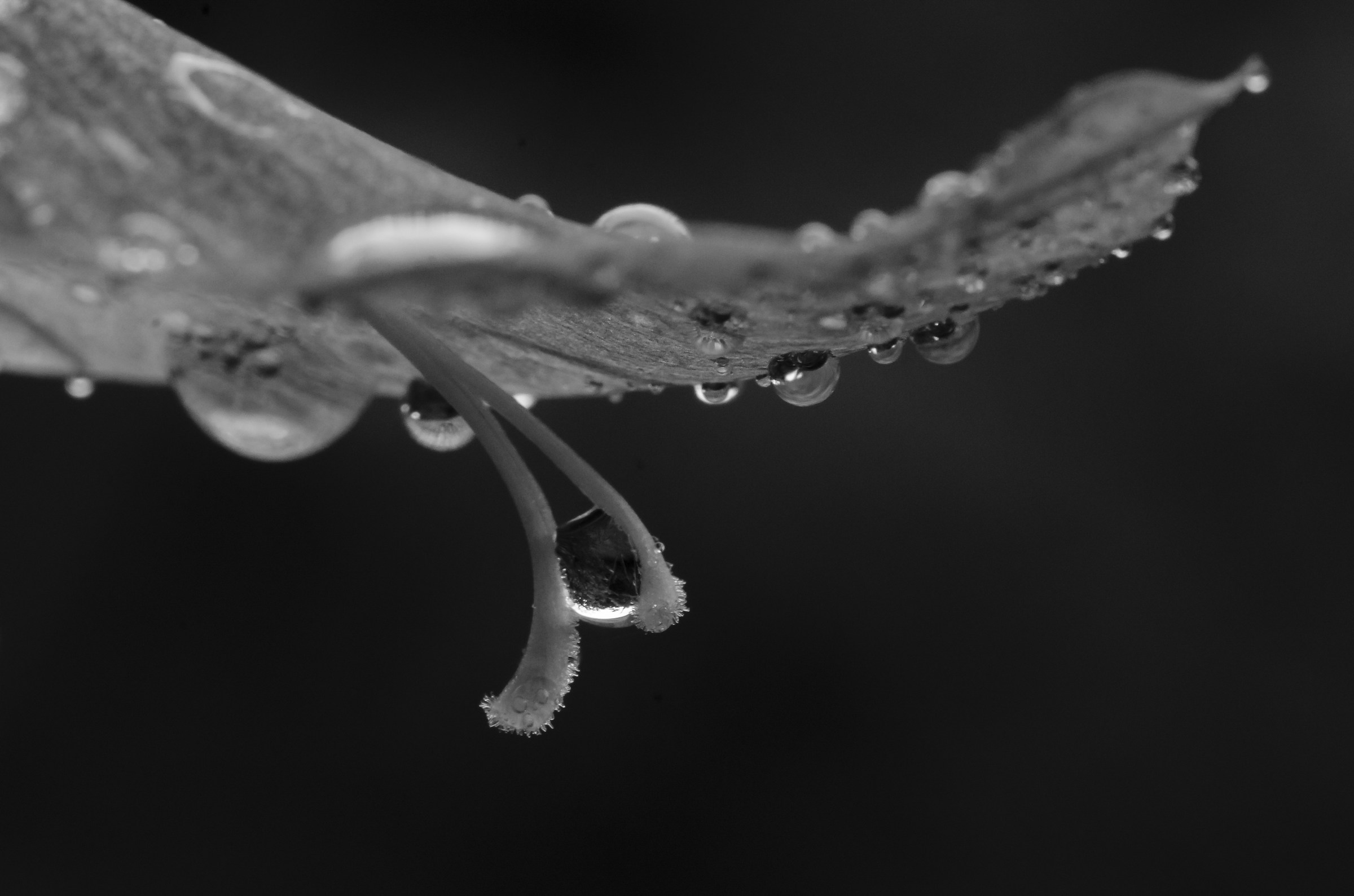 drops, tears of life