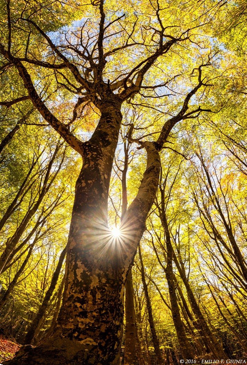 The giant - the largest beech