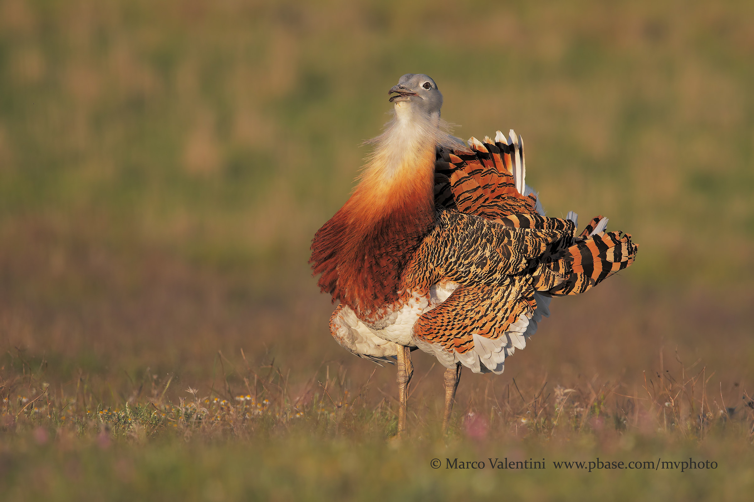 They start dancing - 2