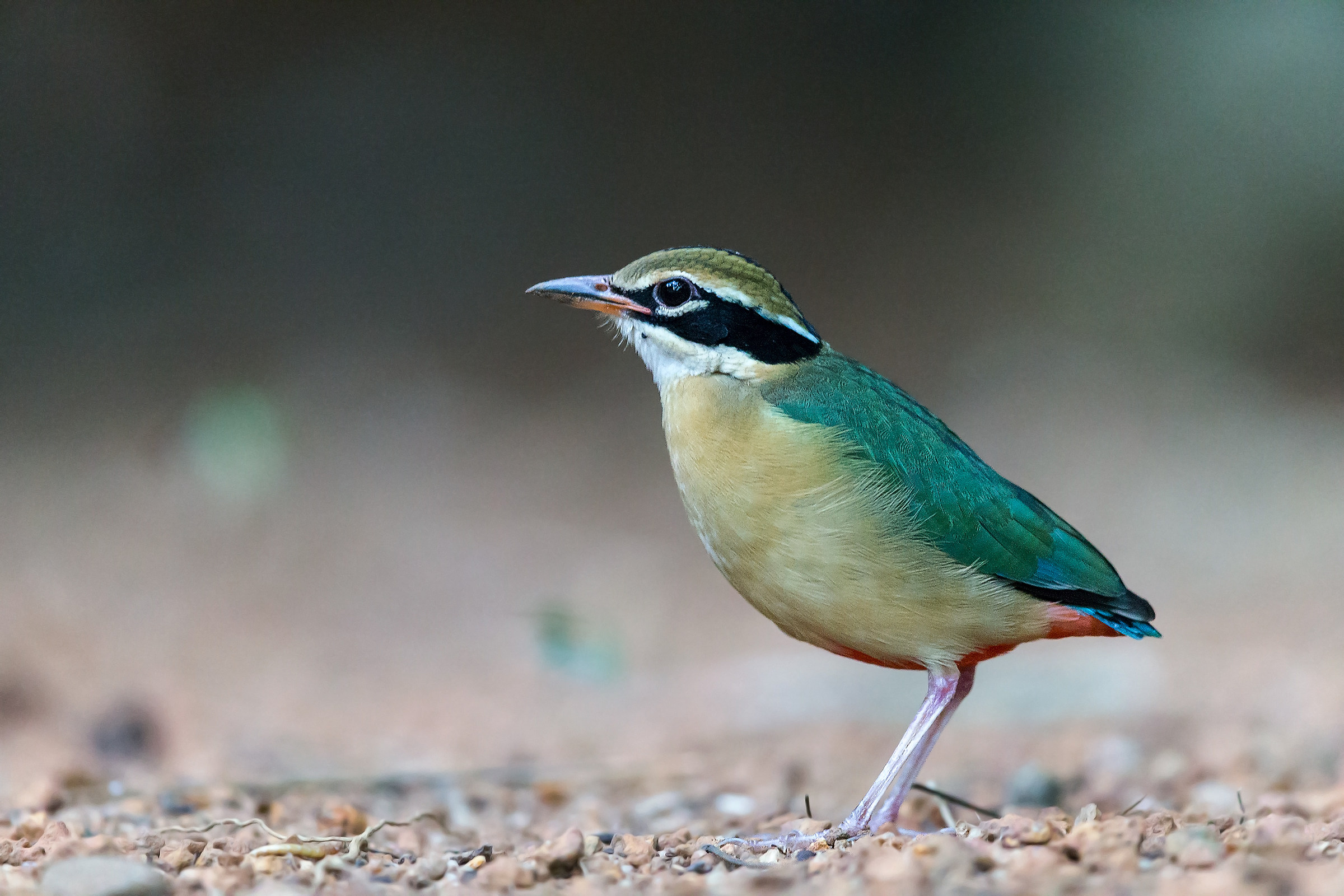 Indian Pitta / Indian Pitta