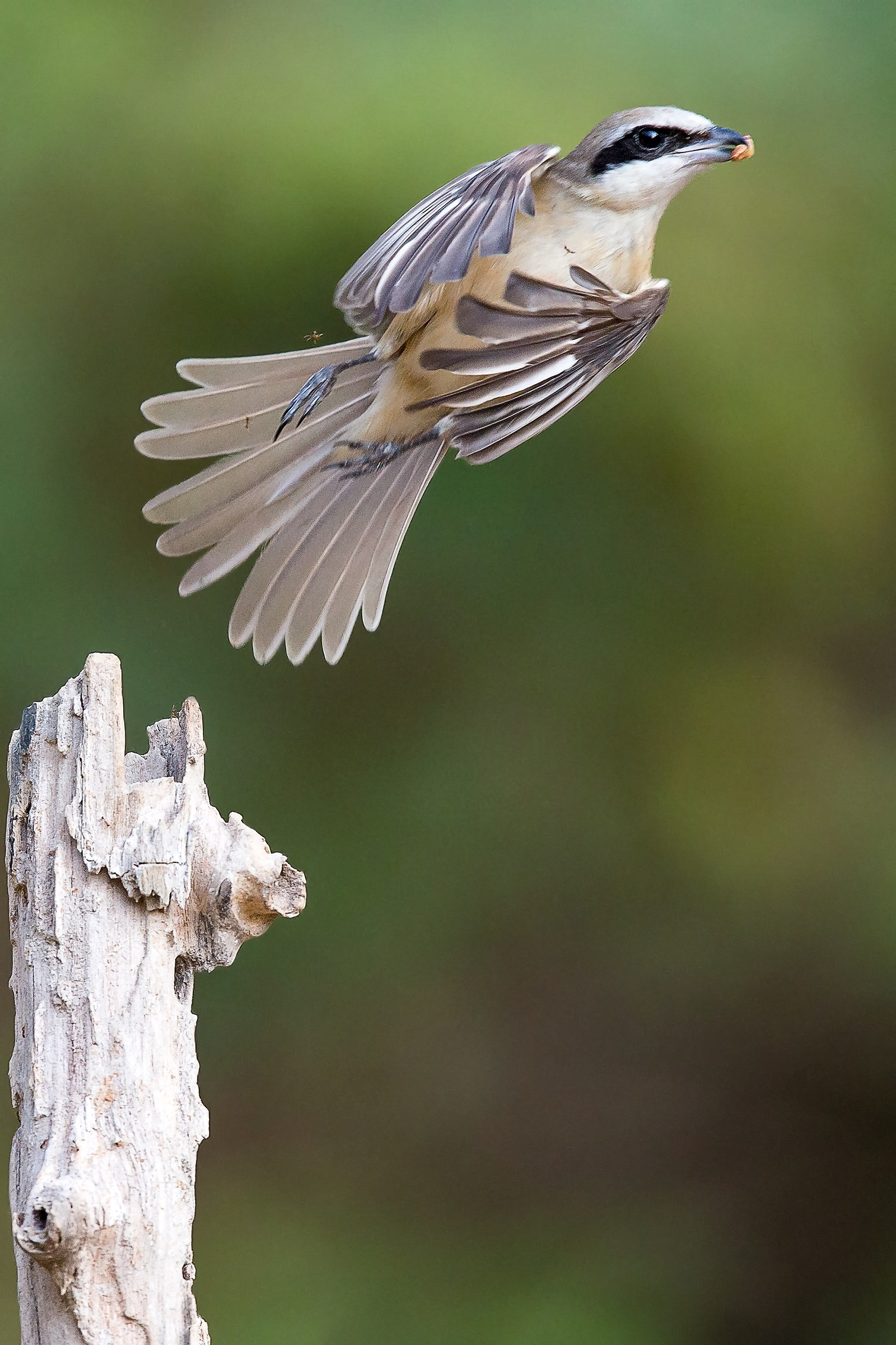 Philippine shrike / brown shrike
