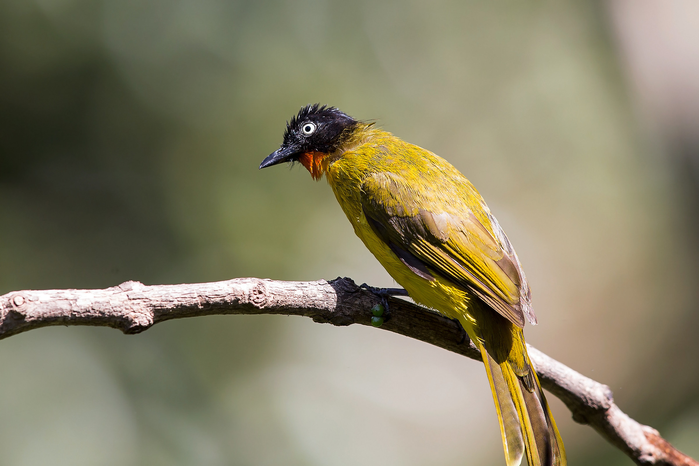 Flame throated bulbul / Red-throated Bulbul