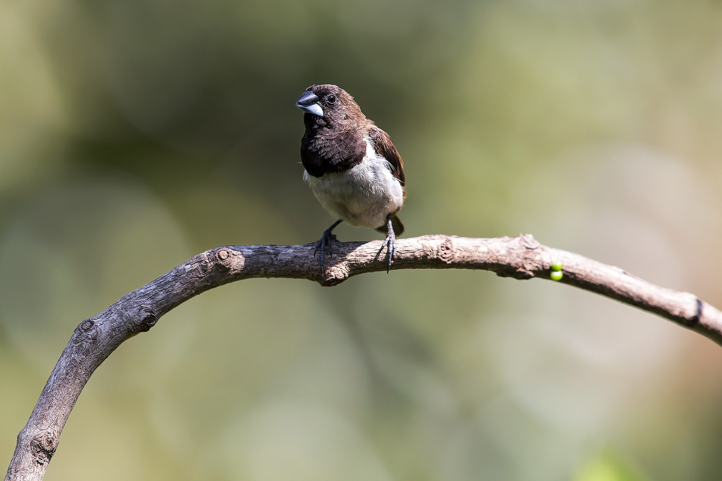 Common roesefinch / Rosefinch