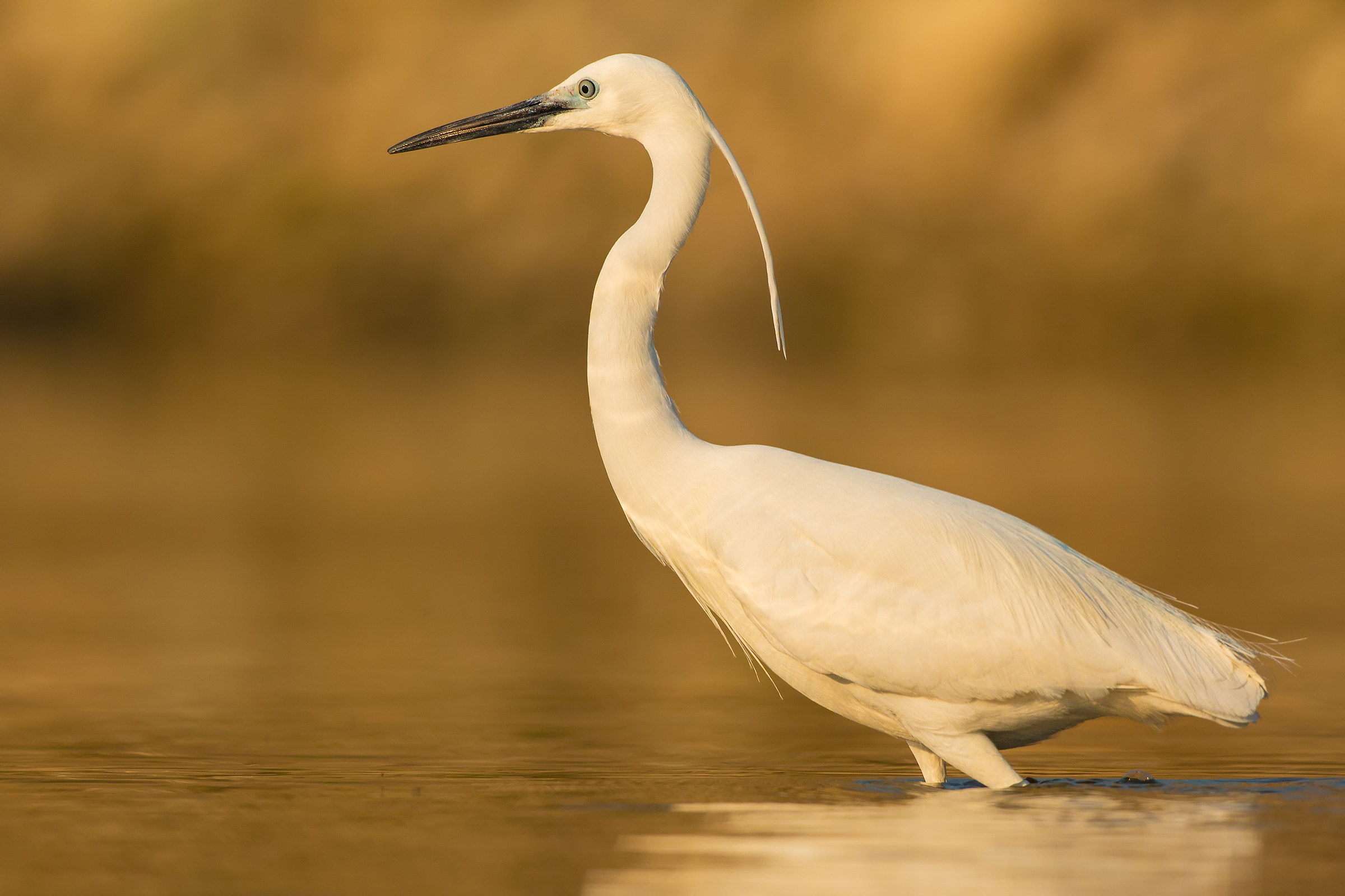 egret into the sunset