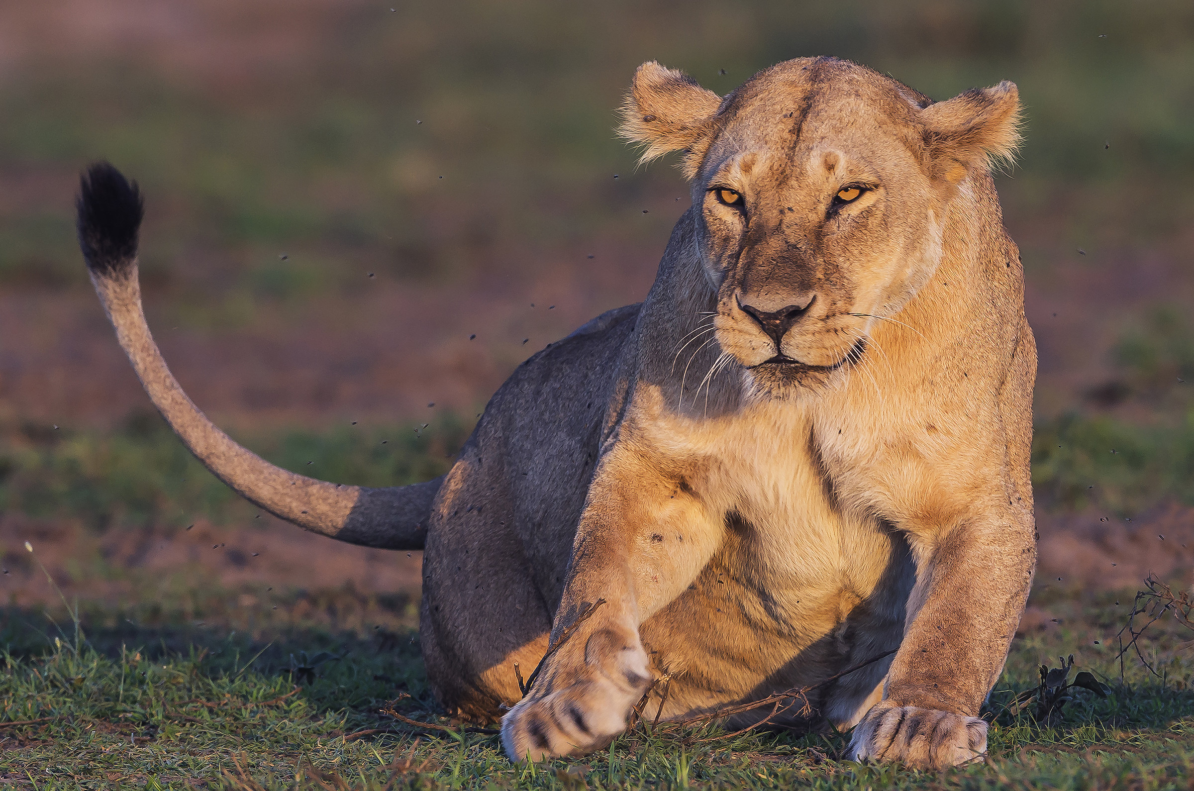 Tanzania 2017 - Leonessa