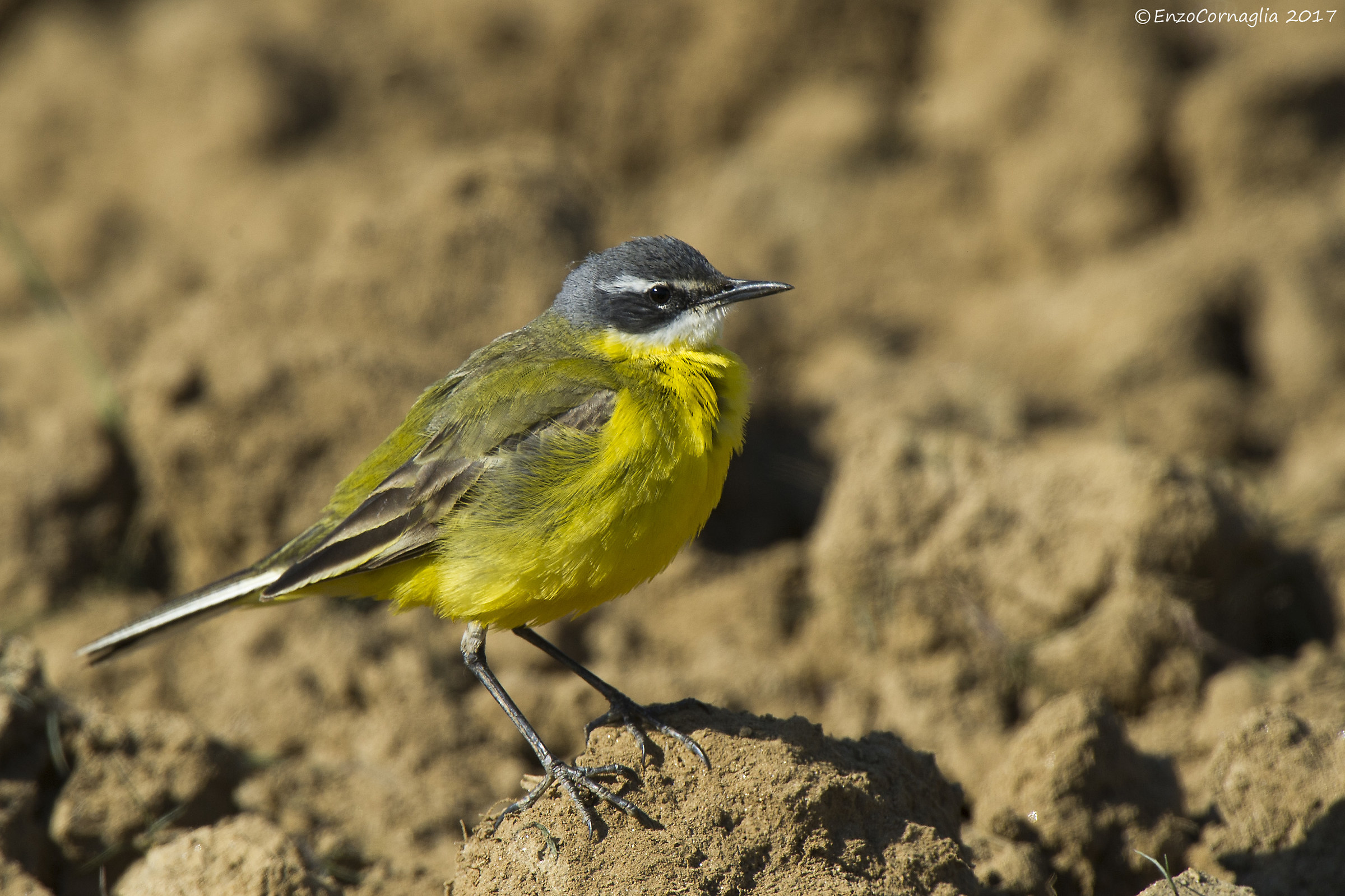 Yellow Wagtail