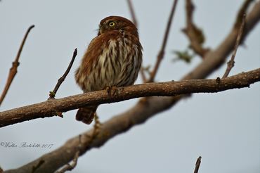 Glaucidium costaricanum