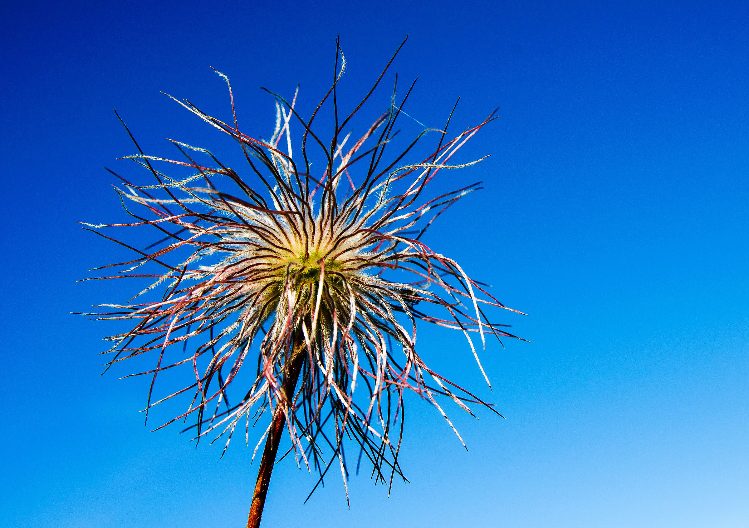 Simpaticamente spettinato