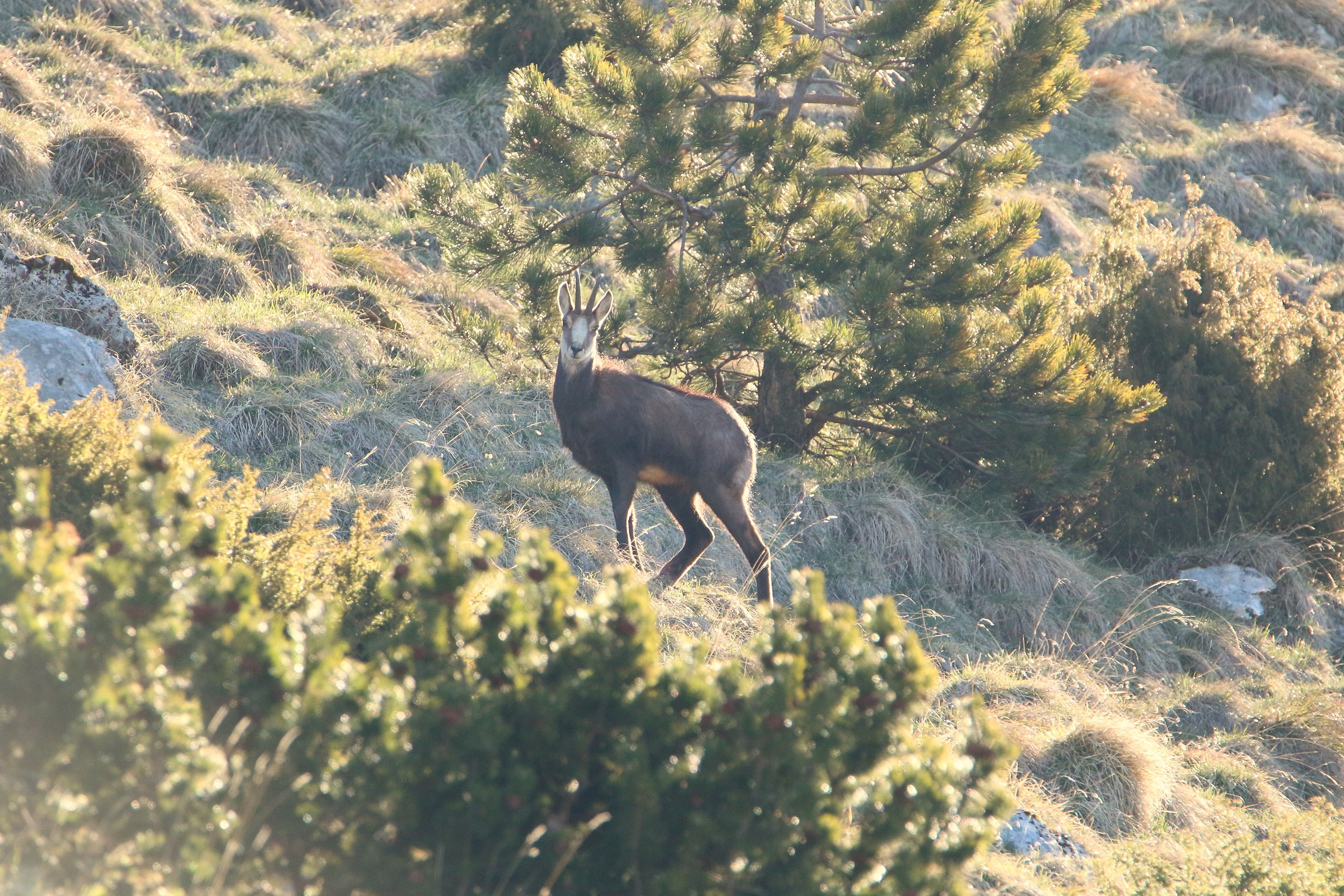 kissed by the first rays