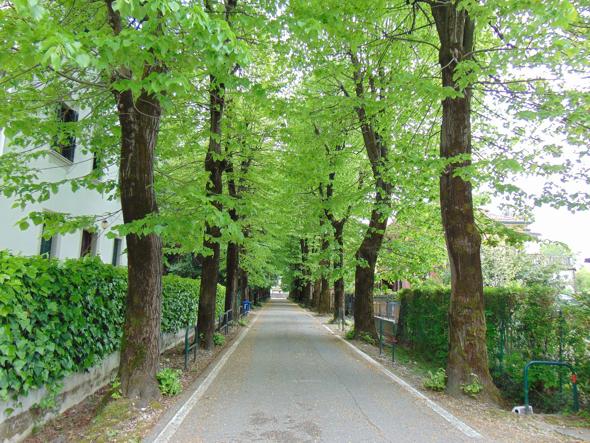Viale alberato (Treviso)