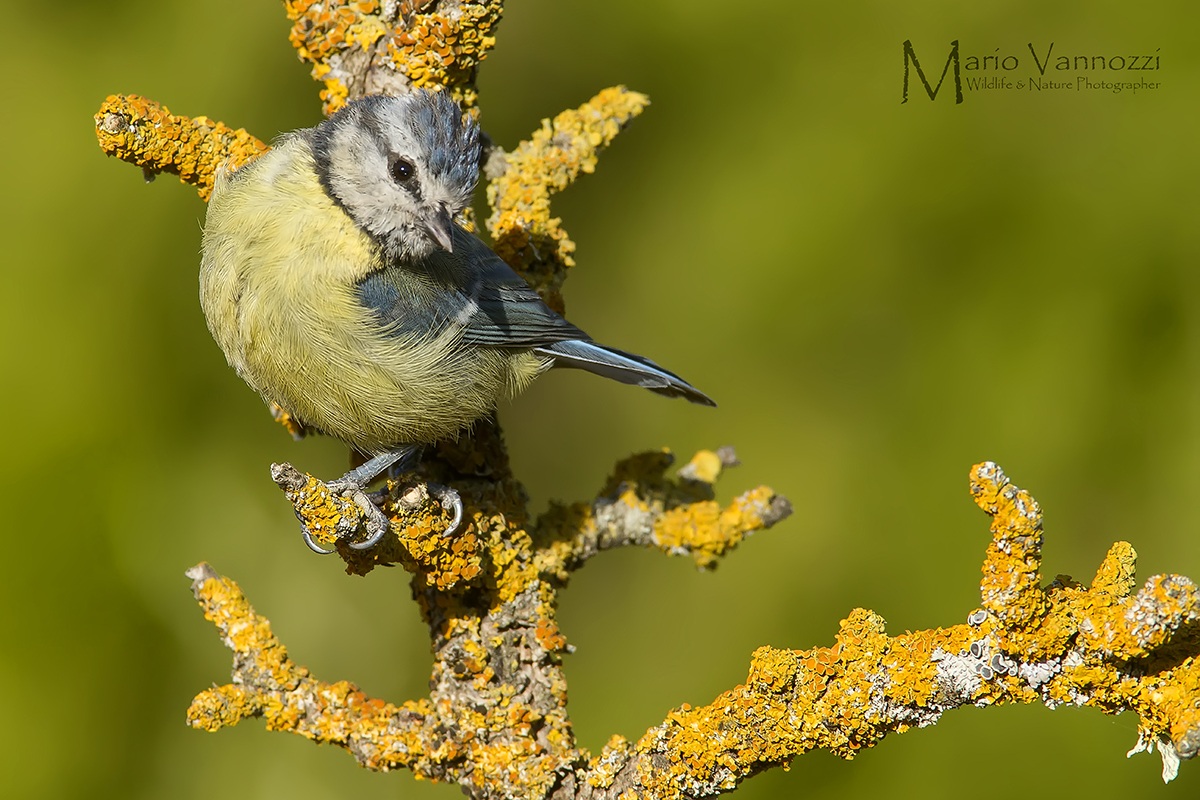 Blue Tit