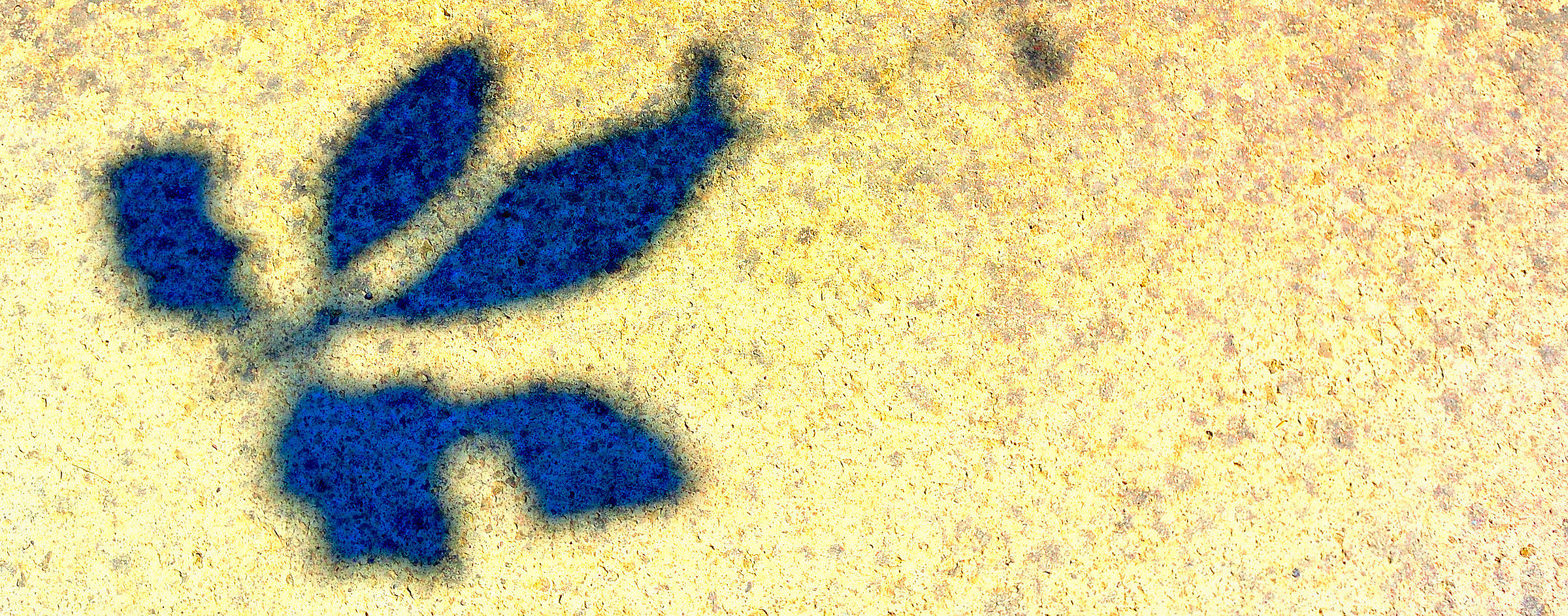 L'ombra di una foglia....