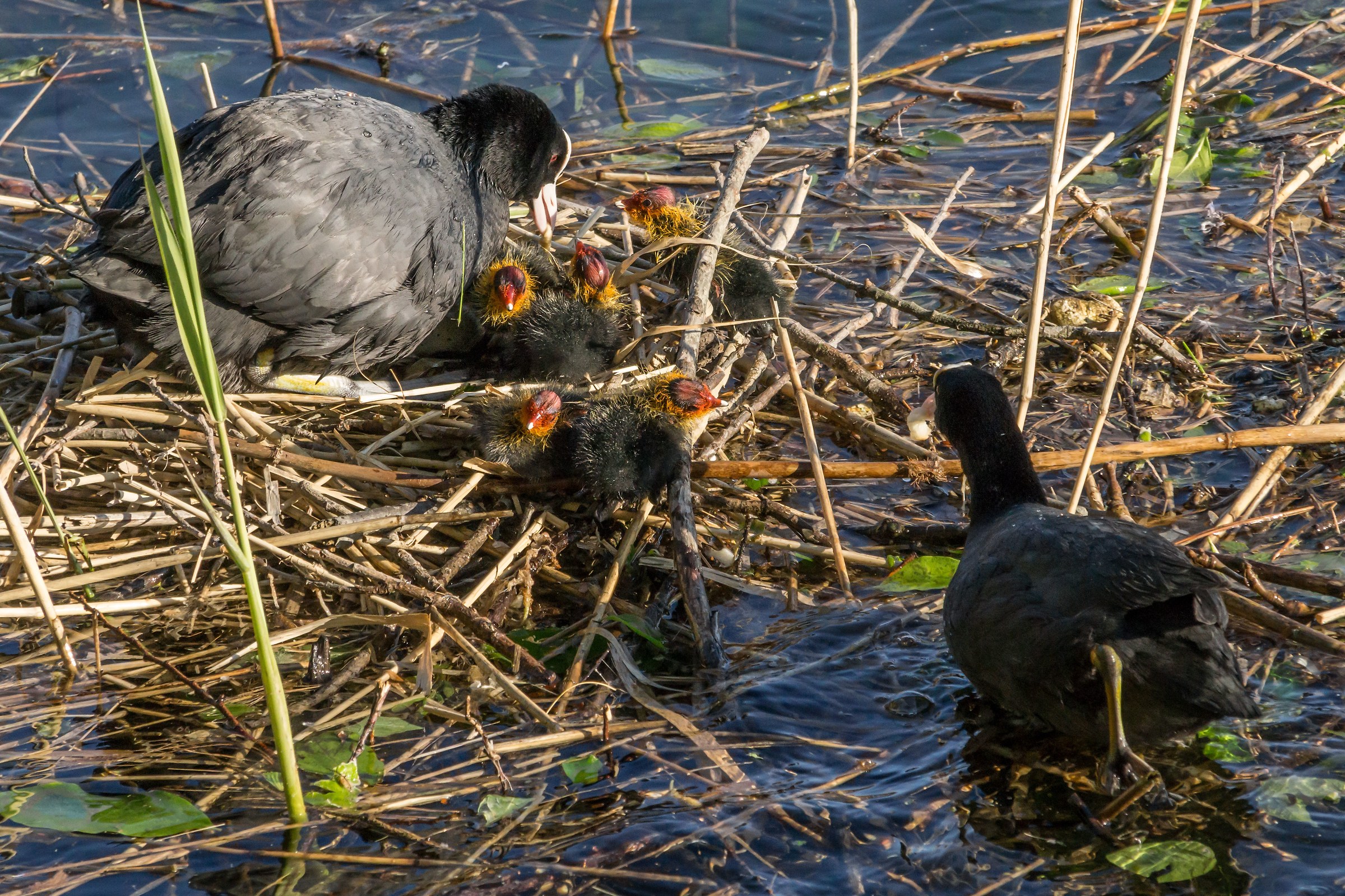 Family of coots on the floating nest - 1