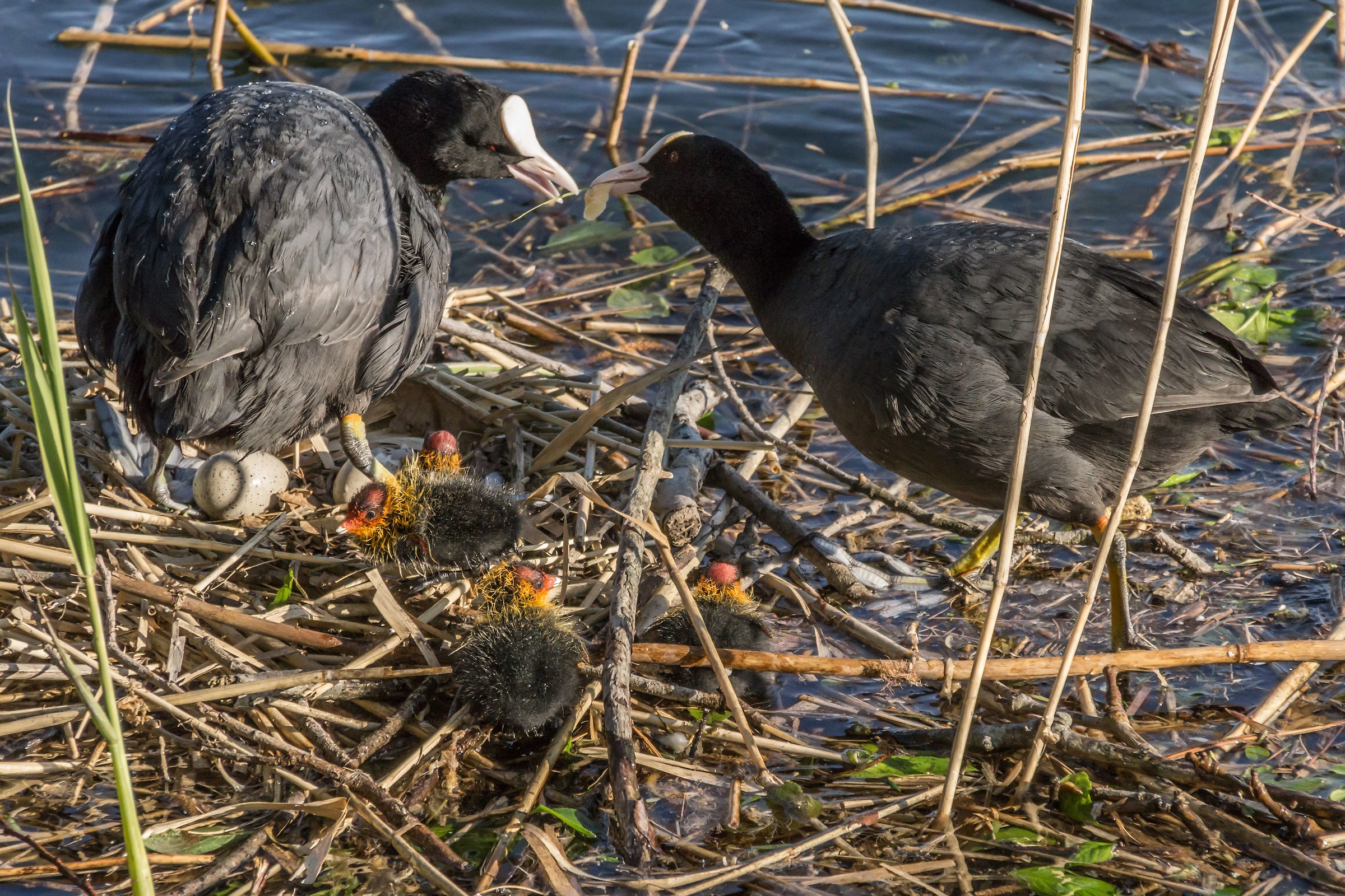 Family of coots on the floating nest - 2