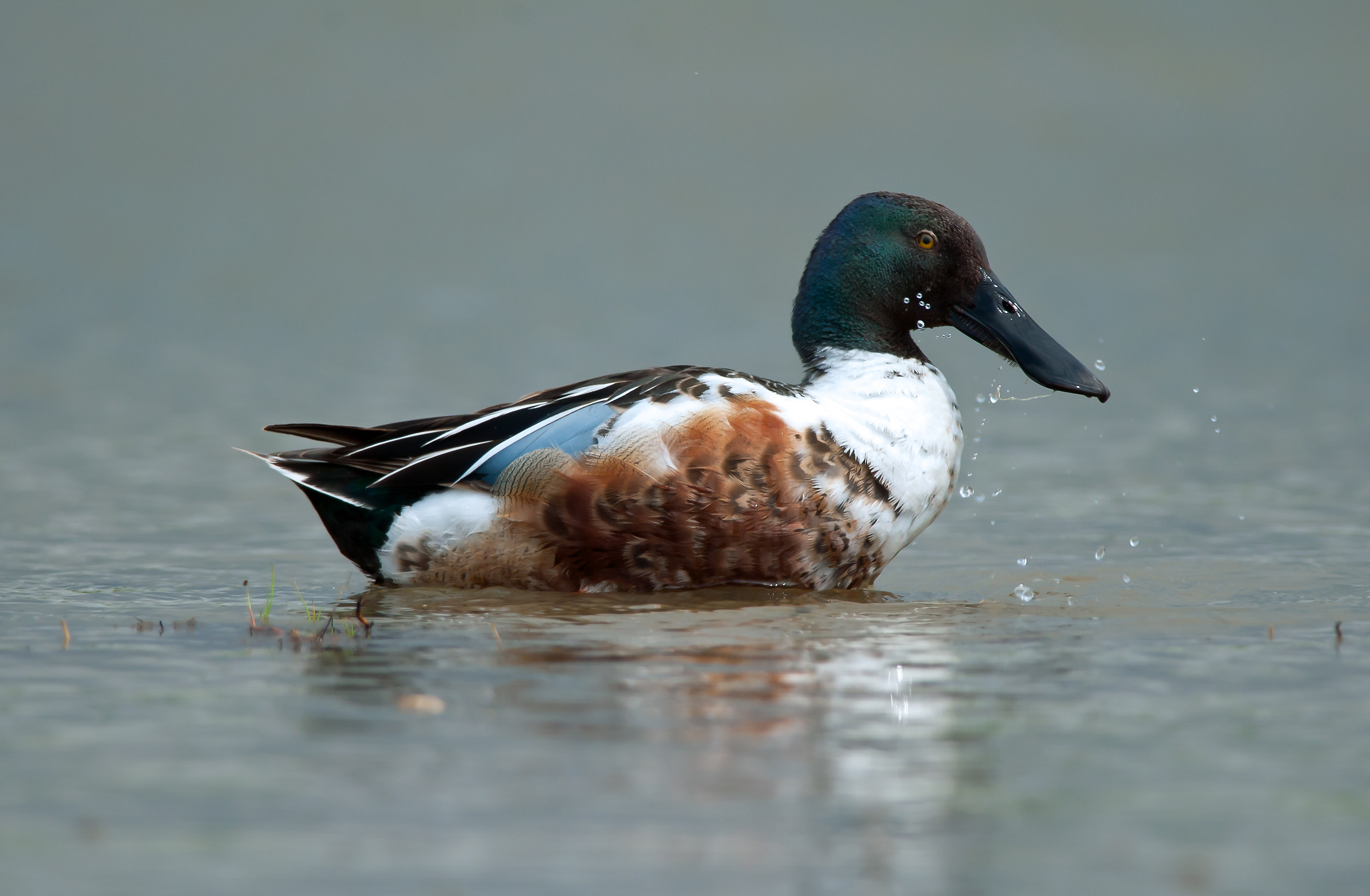 Shoveler