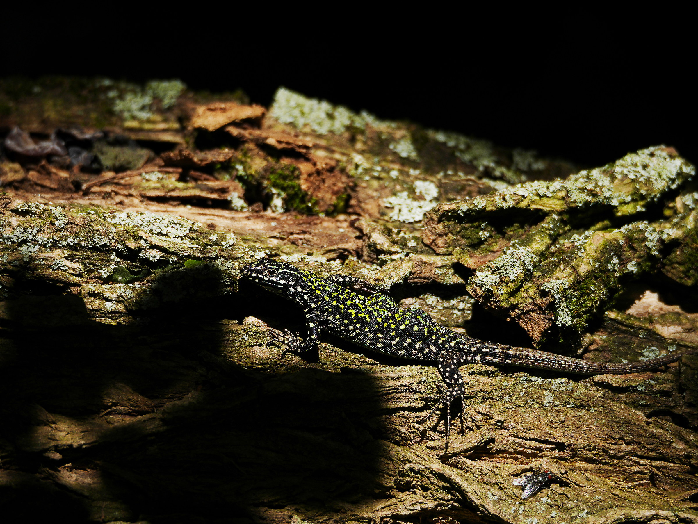 Podarcis muralis nigriventris, Caffarella, Rome