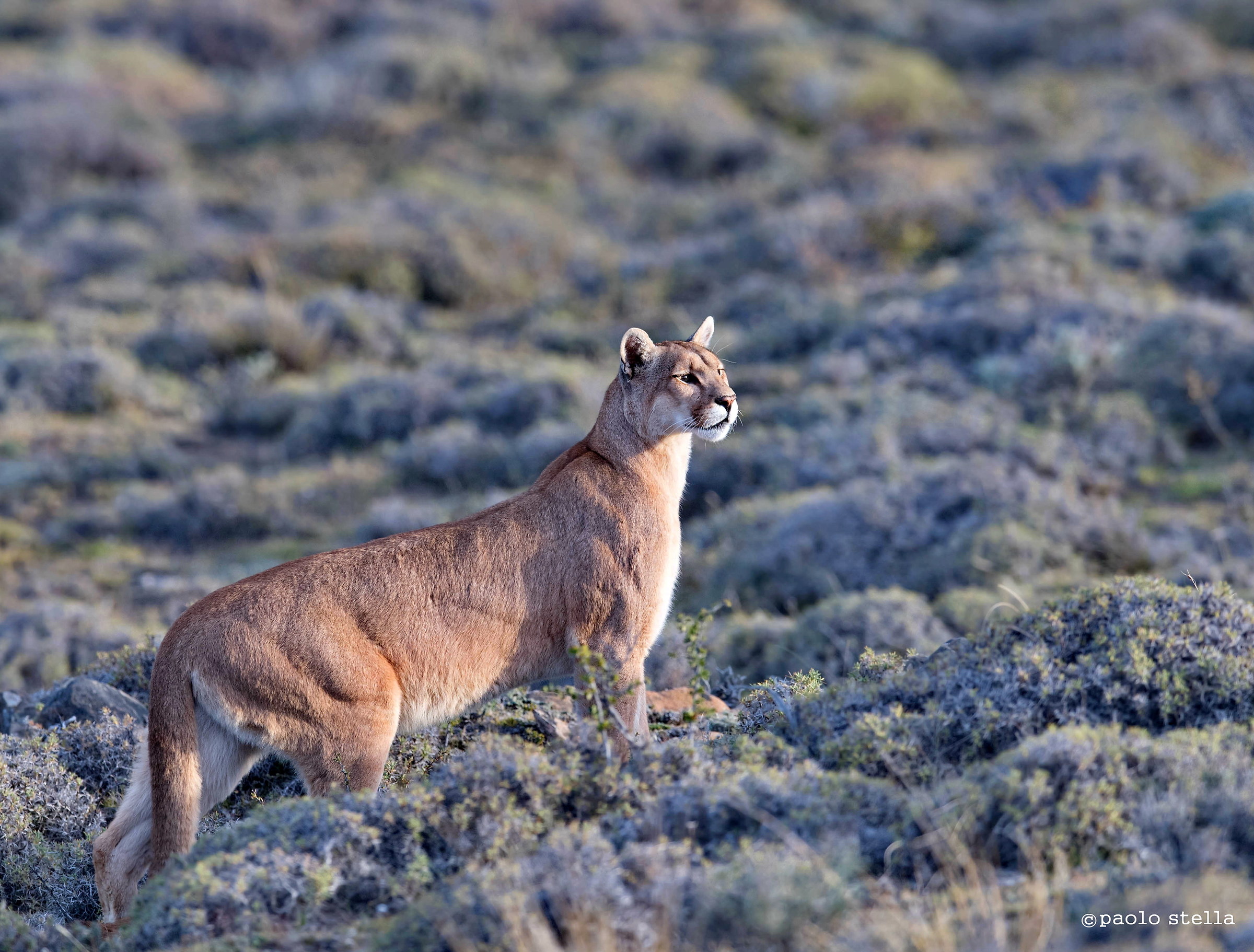 The Puma, the predator of the Andes