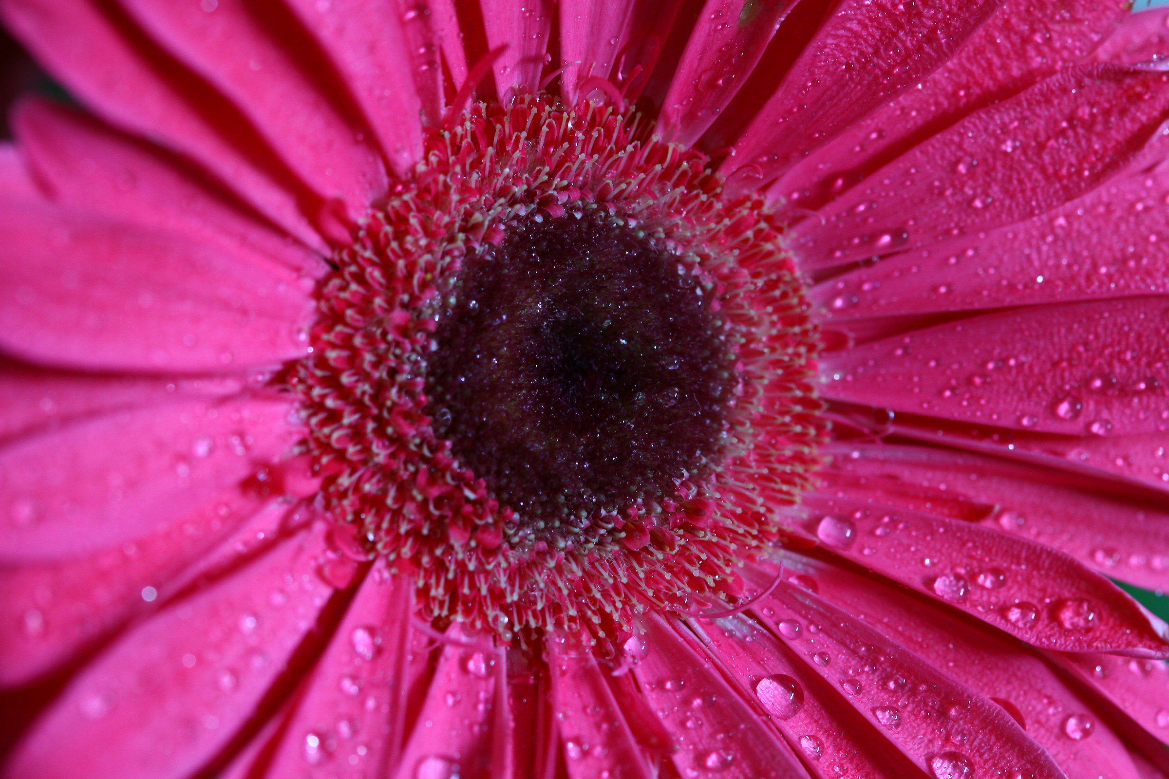 In Gerbera
