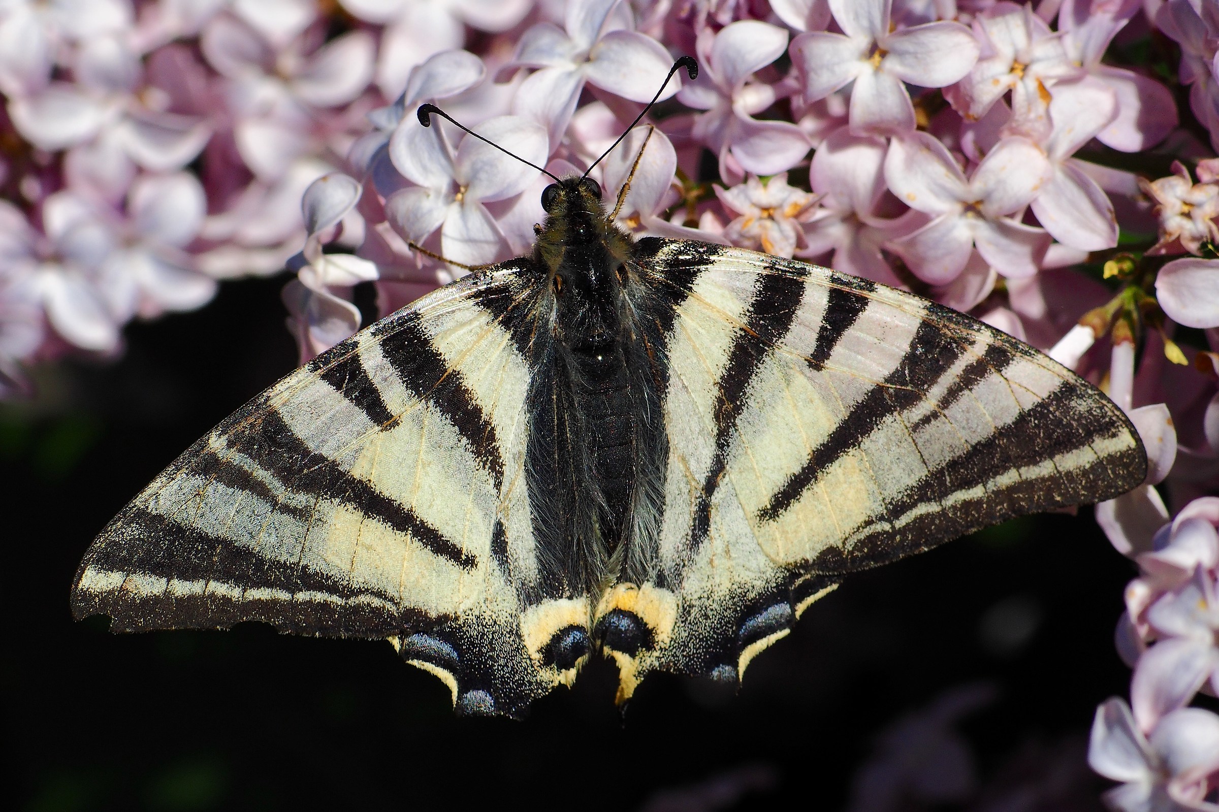 L'eleganza del Podalirio