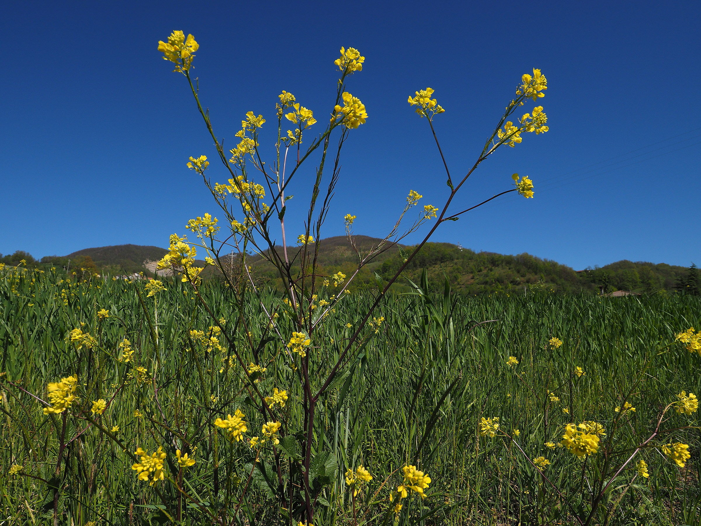 Il giallo , il verde e il blu