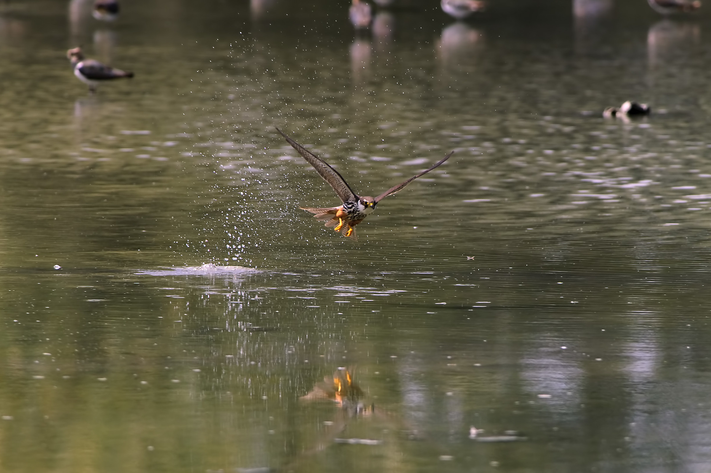 Hobby at water