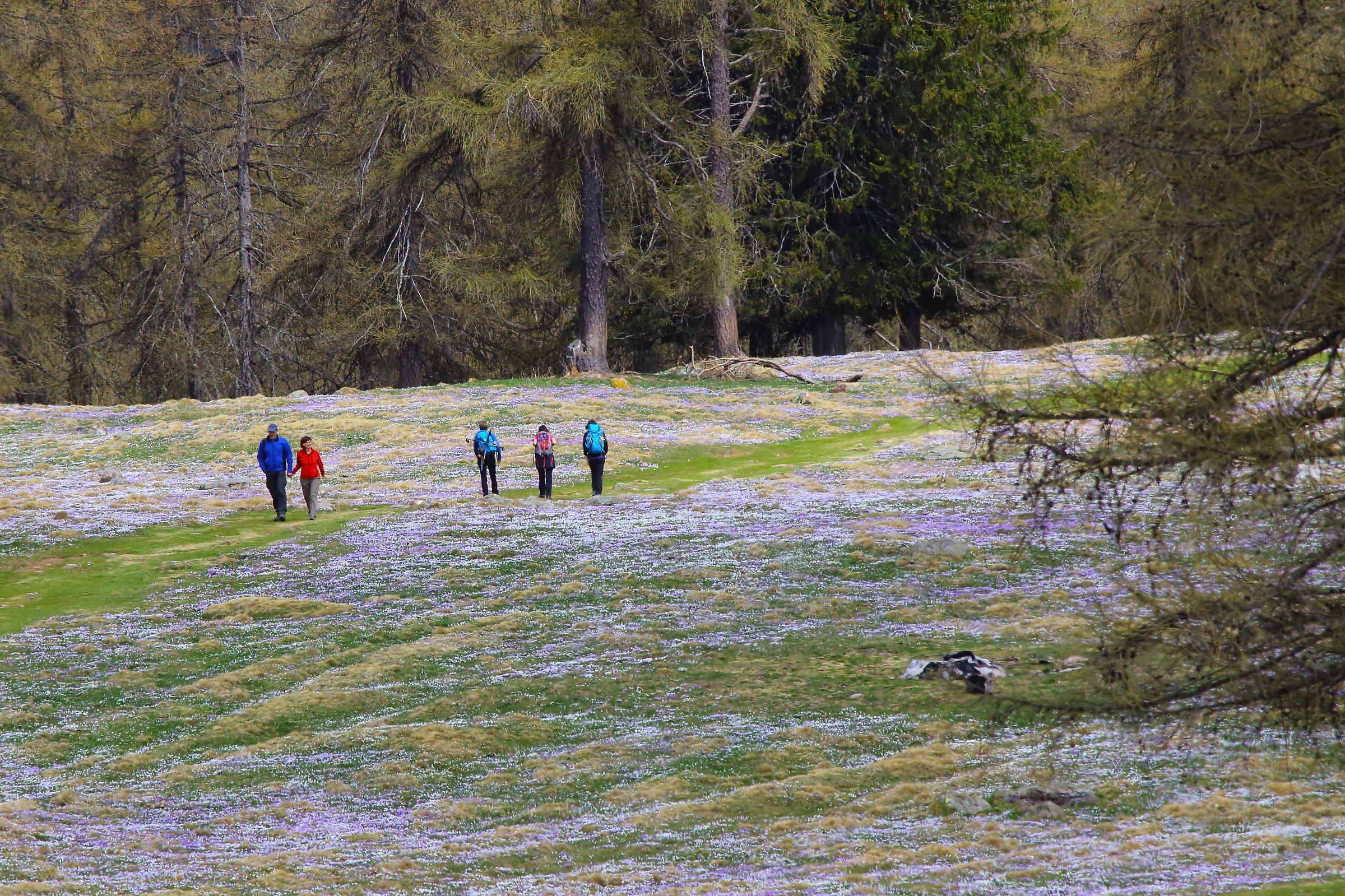Camminando tra i fiori