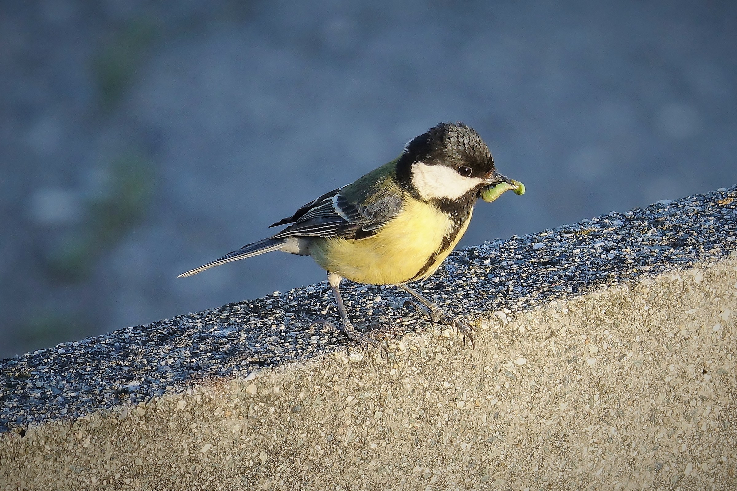 Mom "tit" ..... pranzetto for "small" .....