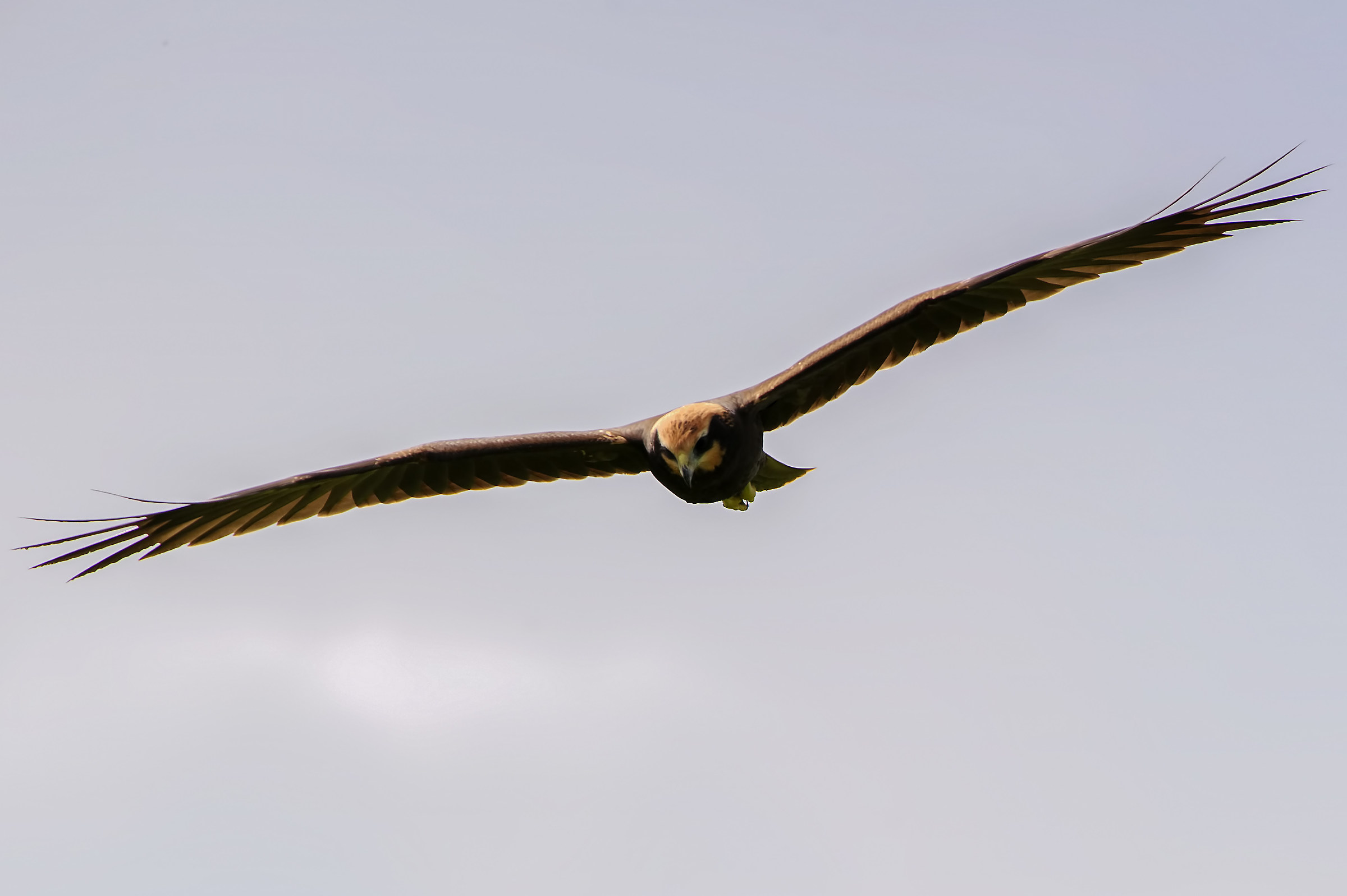 Marsh Harrier