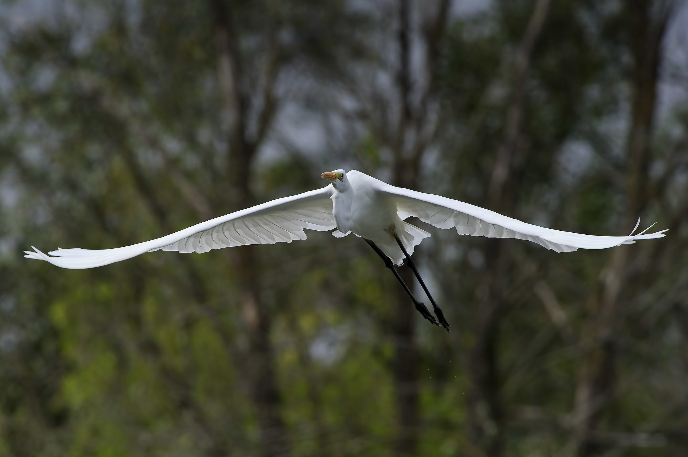 Great Egret
