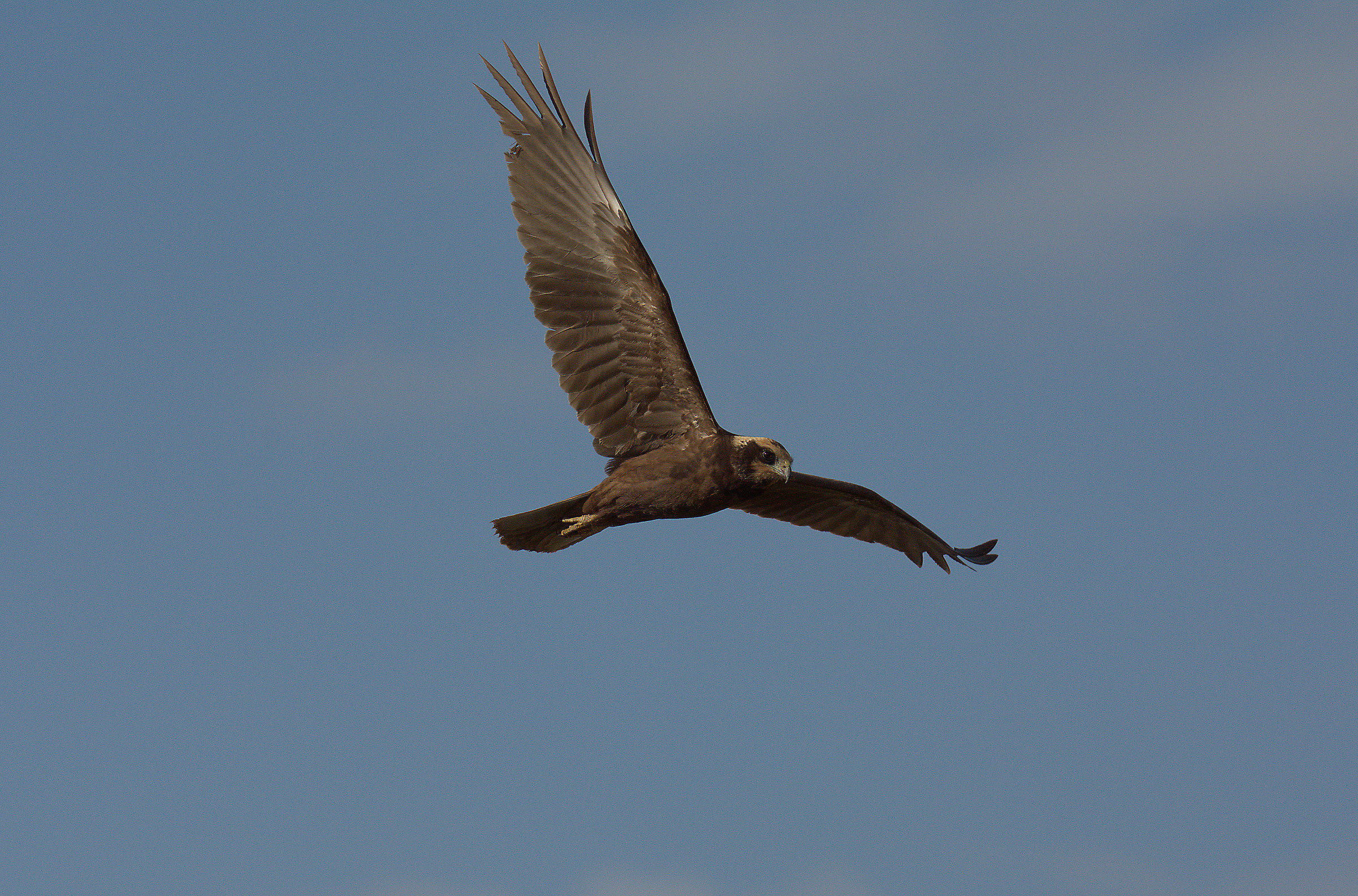 Marsh Harrier paludedi female